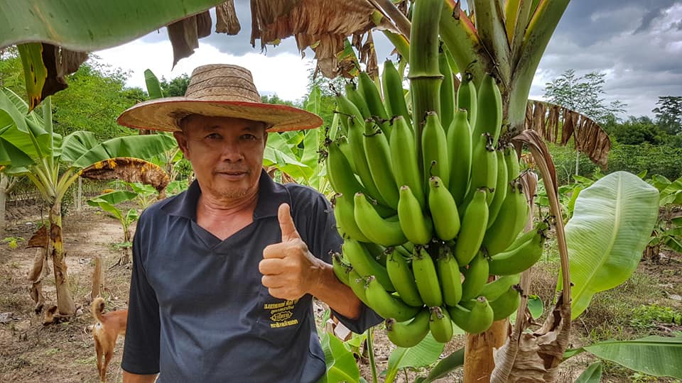 หน่อกล้วยหอมทอง 5 หน่อ ส่งฟรีทั่วไทย