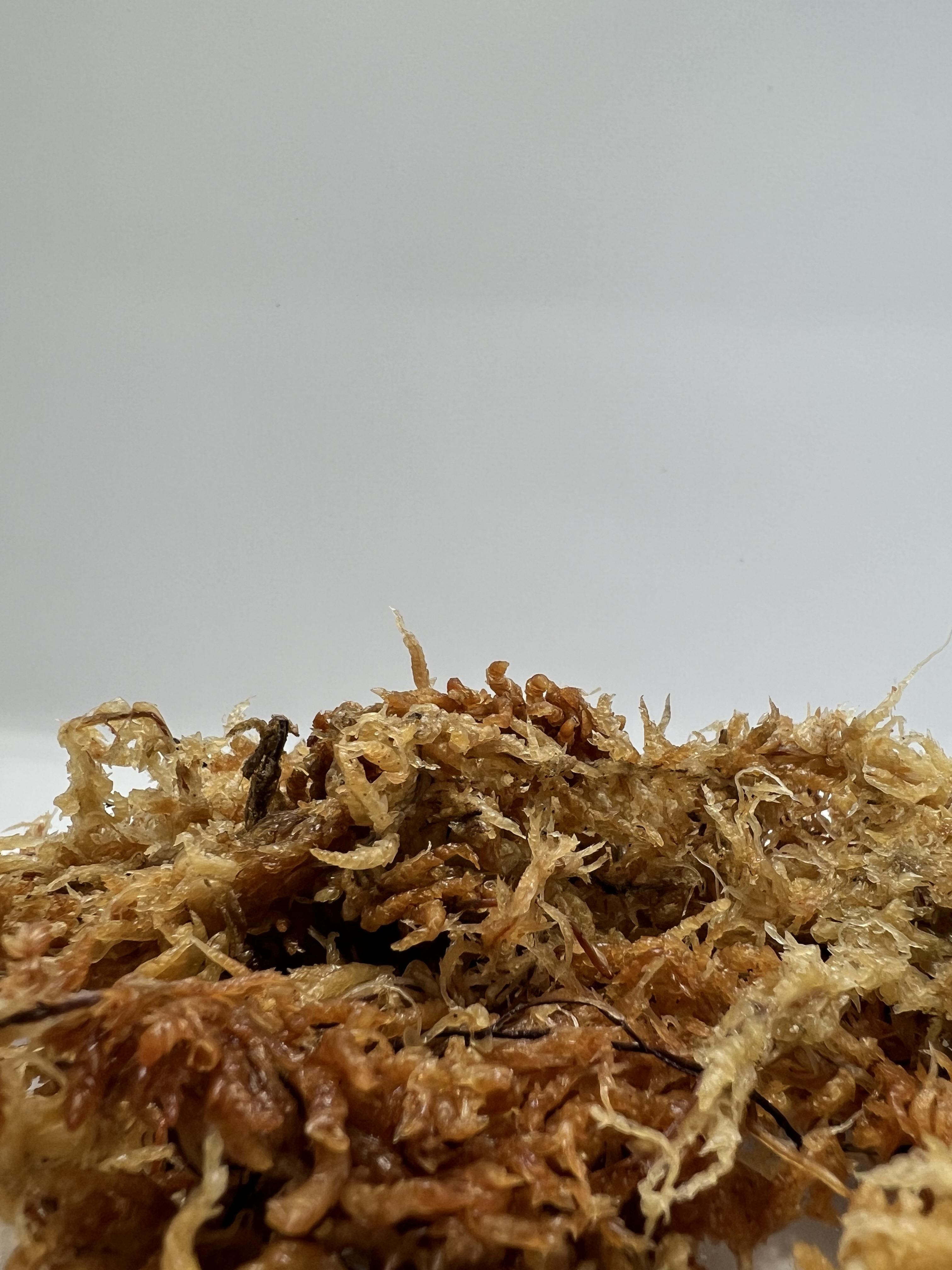 Sphagnum moss 50g.