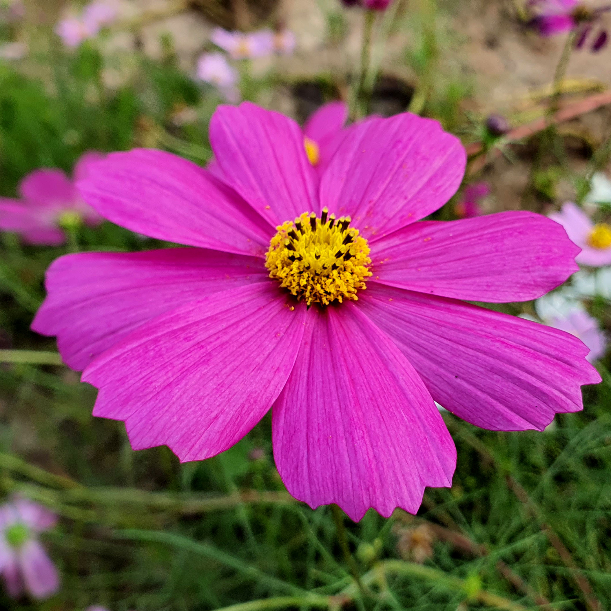 เมล็ดพันธุ์ ดอกดาวกระจายฝรั่งต้นเตี้ย (Sulfur Cosmos) 150 เมล็ด ปลูกง่าย ปลูกได้ทั่วไทย โตไวคละสี สูง 30 ซม
