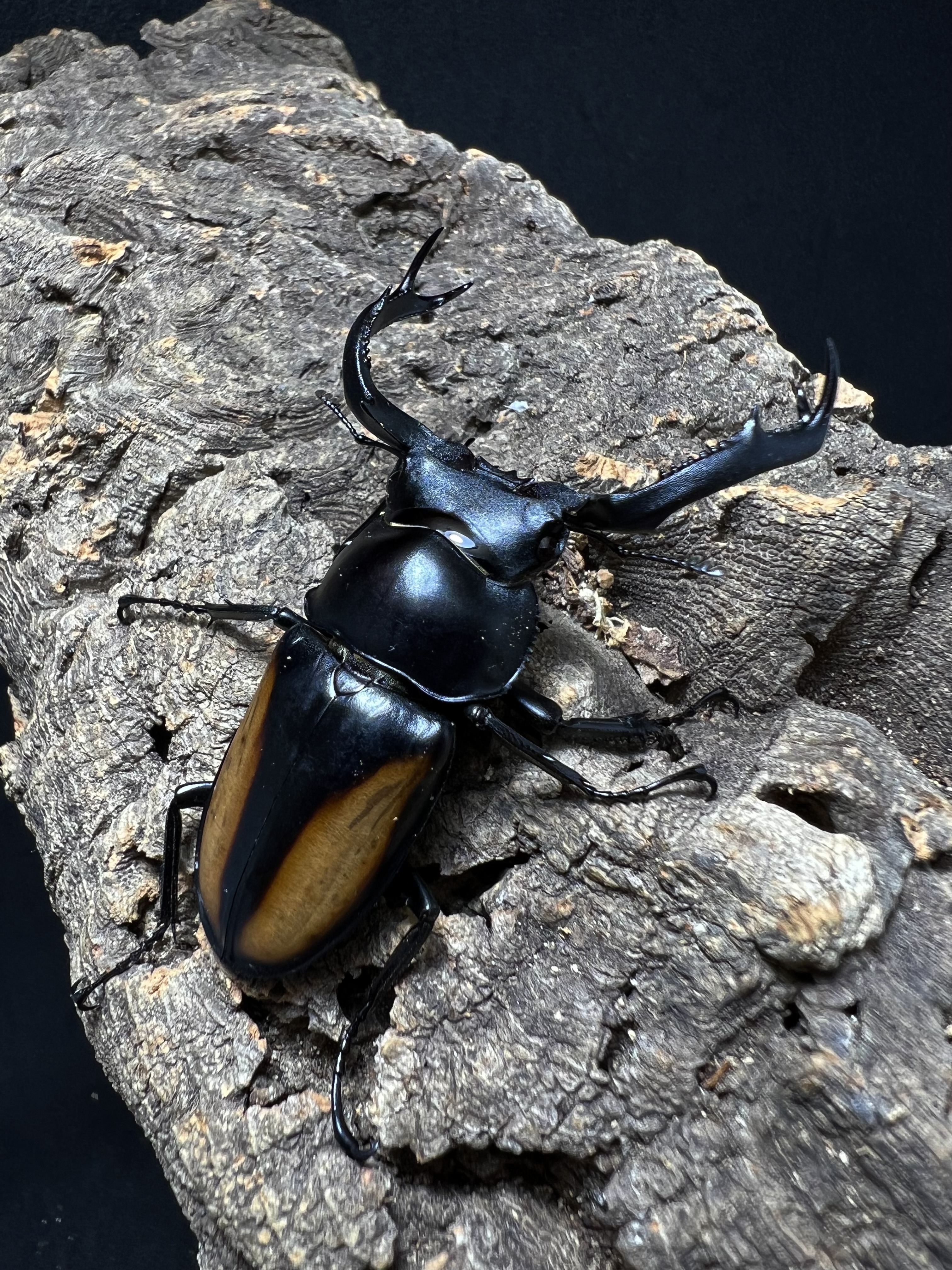 Rhaetulus speciosus kawanoi 53mm.