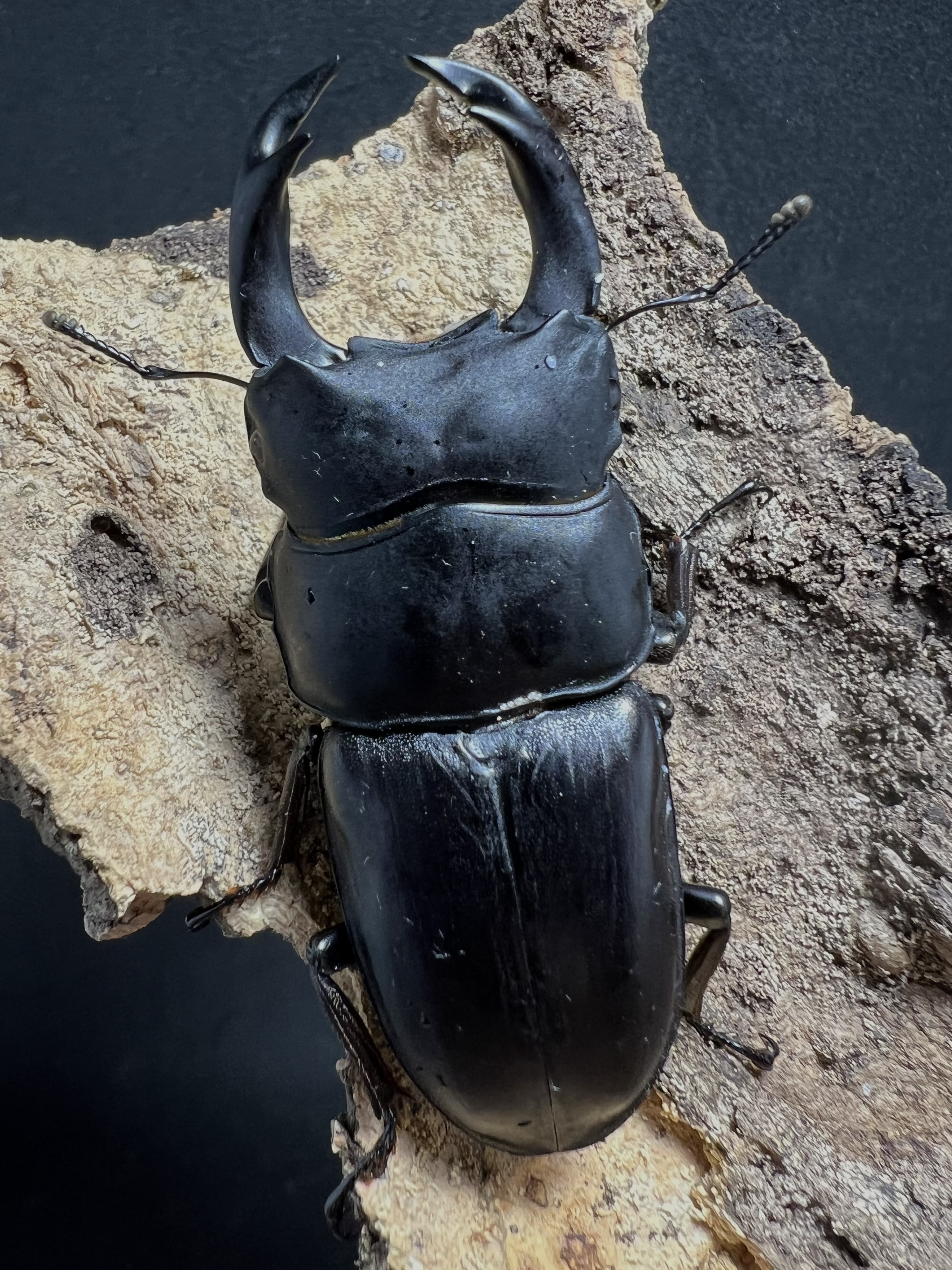 Dorcus hopei binodulosus 69 mm.