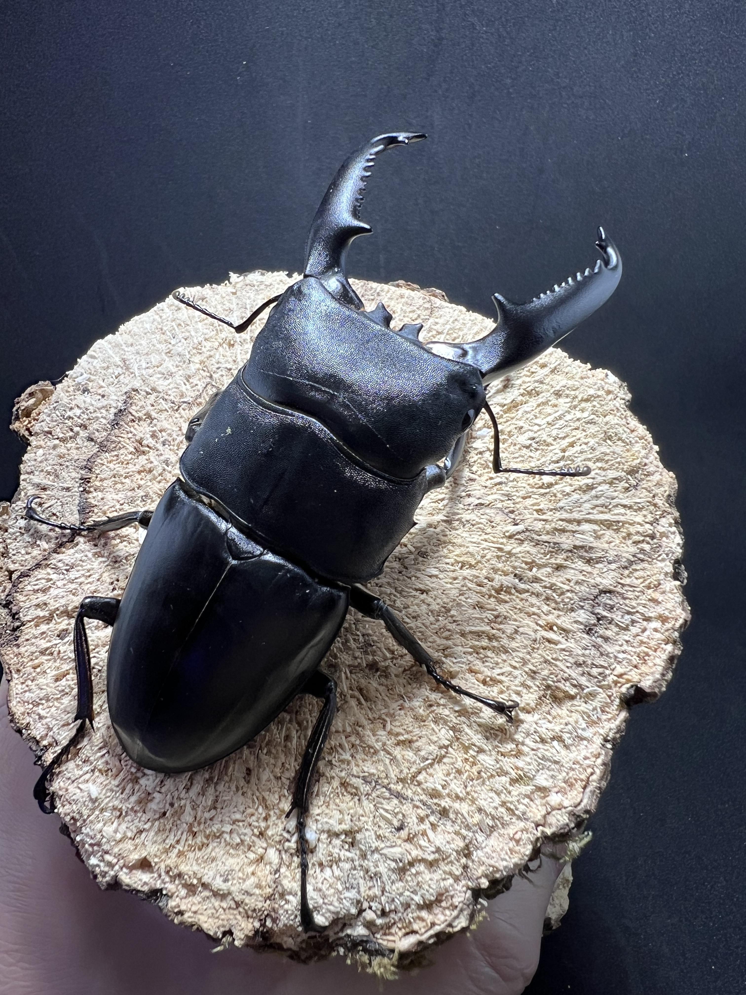 Dorcus titanus palawanicus 95 mm.