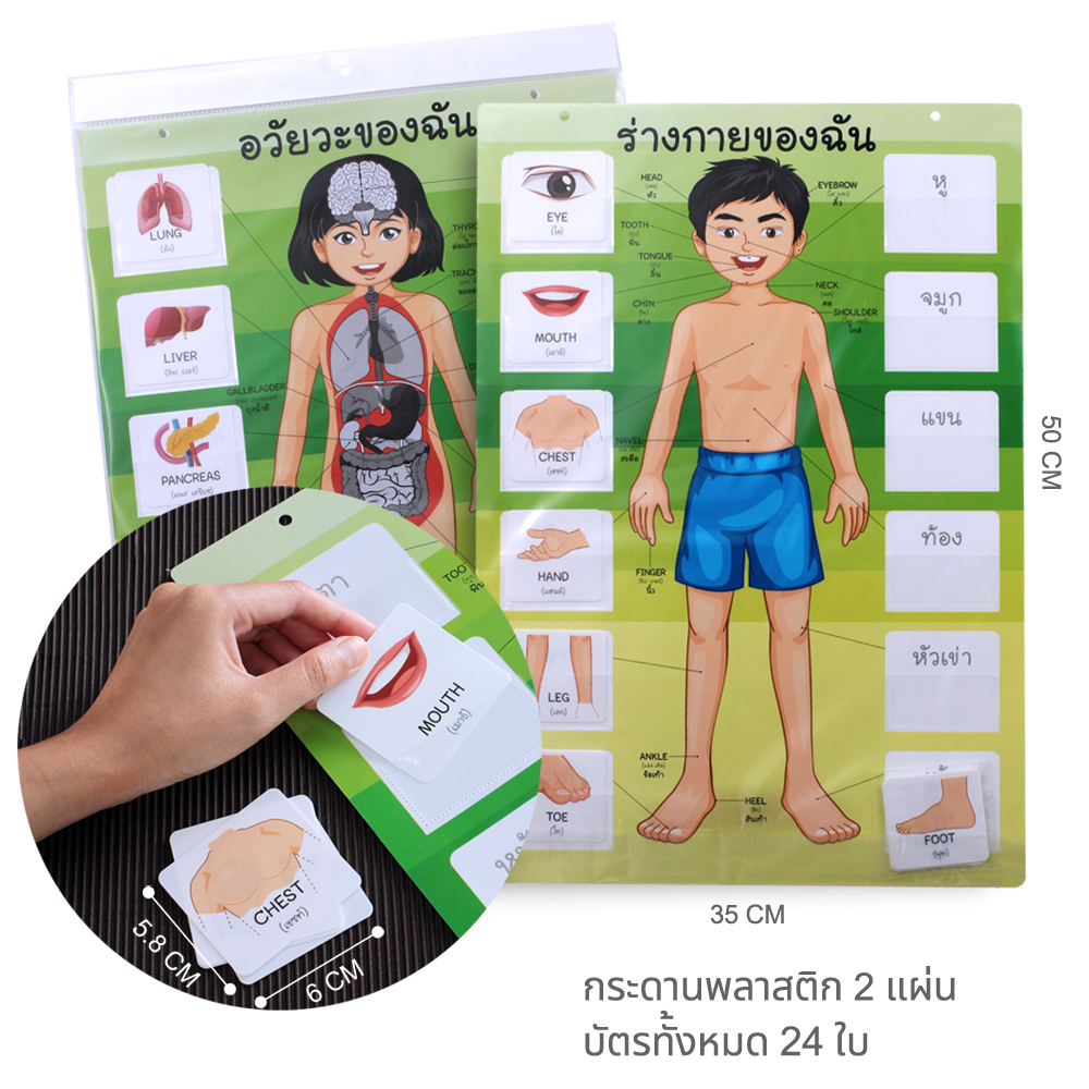 สื่อการสอน ร่างกายของฉัน-อวัยวะของฉัน ET-568