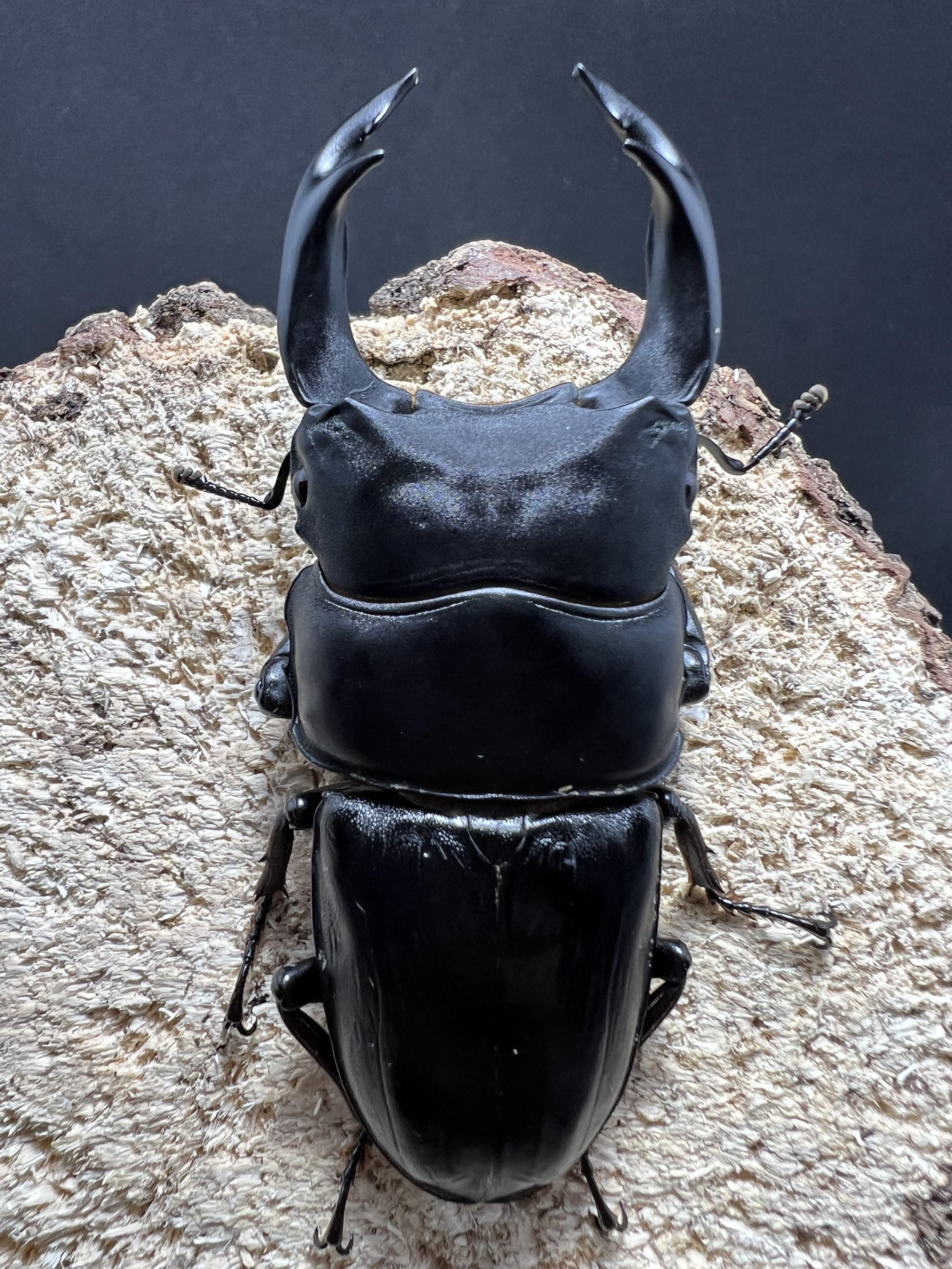 Dorcus hopei binodulosus 72 mm.