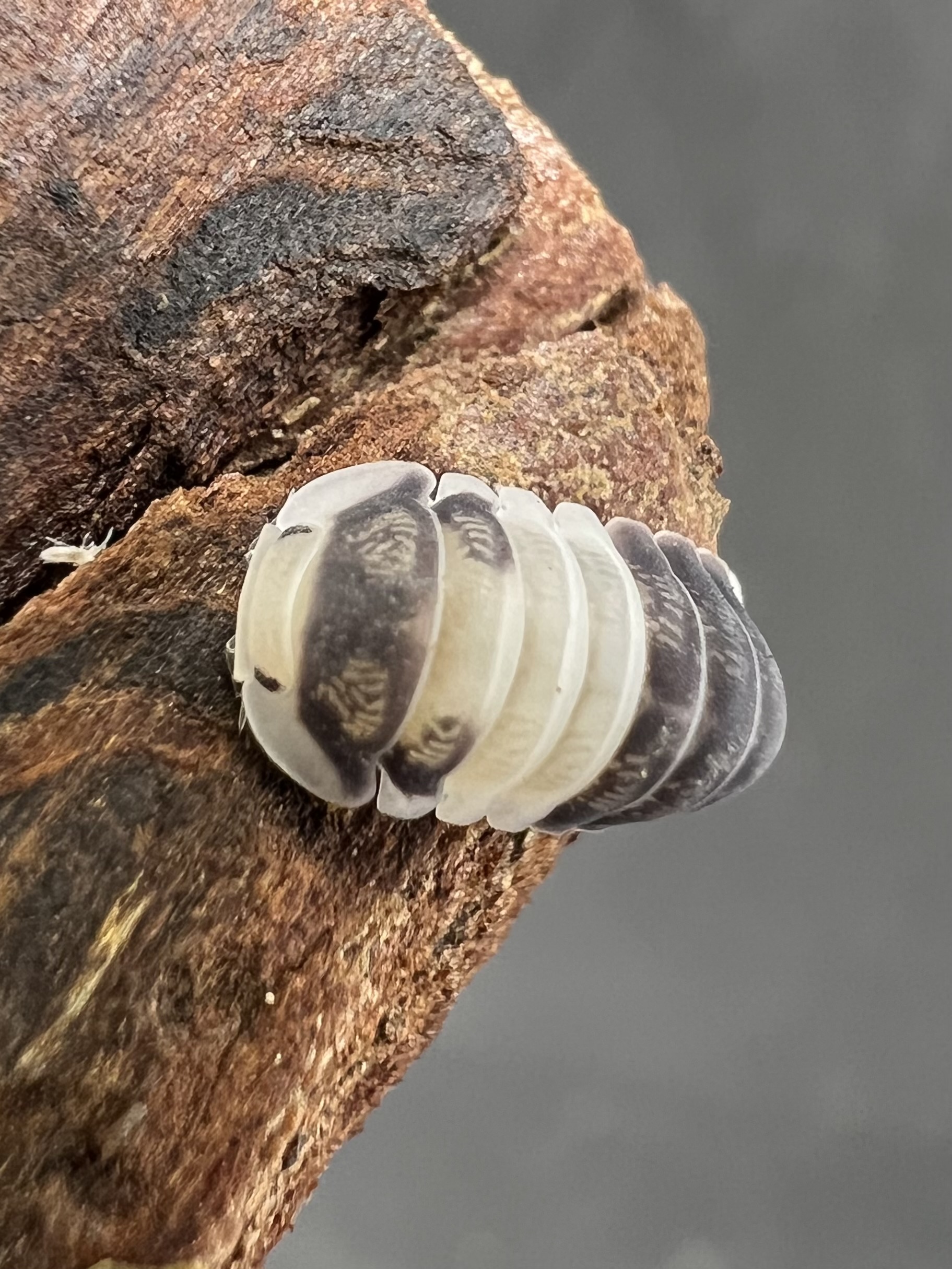 Cubaris sp. white panda 5 each