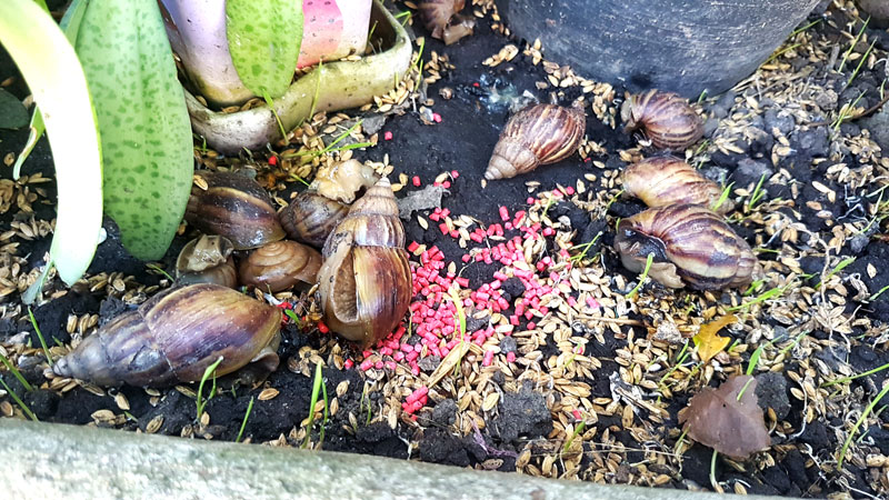 เหยื่อล่อและกำจัดหอยทาก