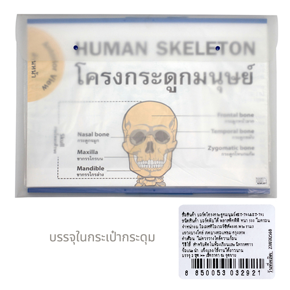 Learning Human Skeleton in English-Thai