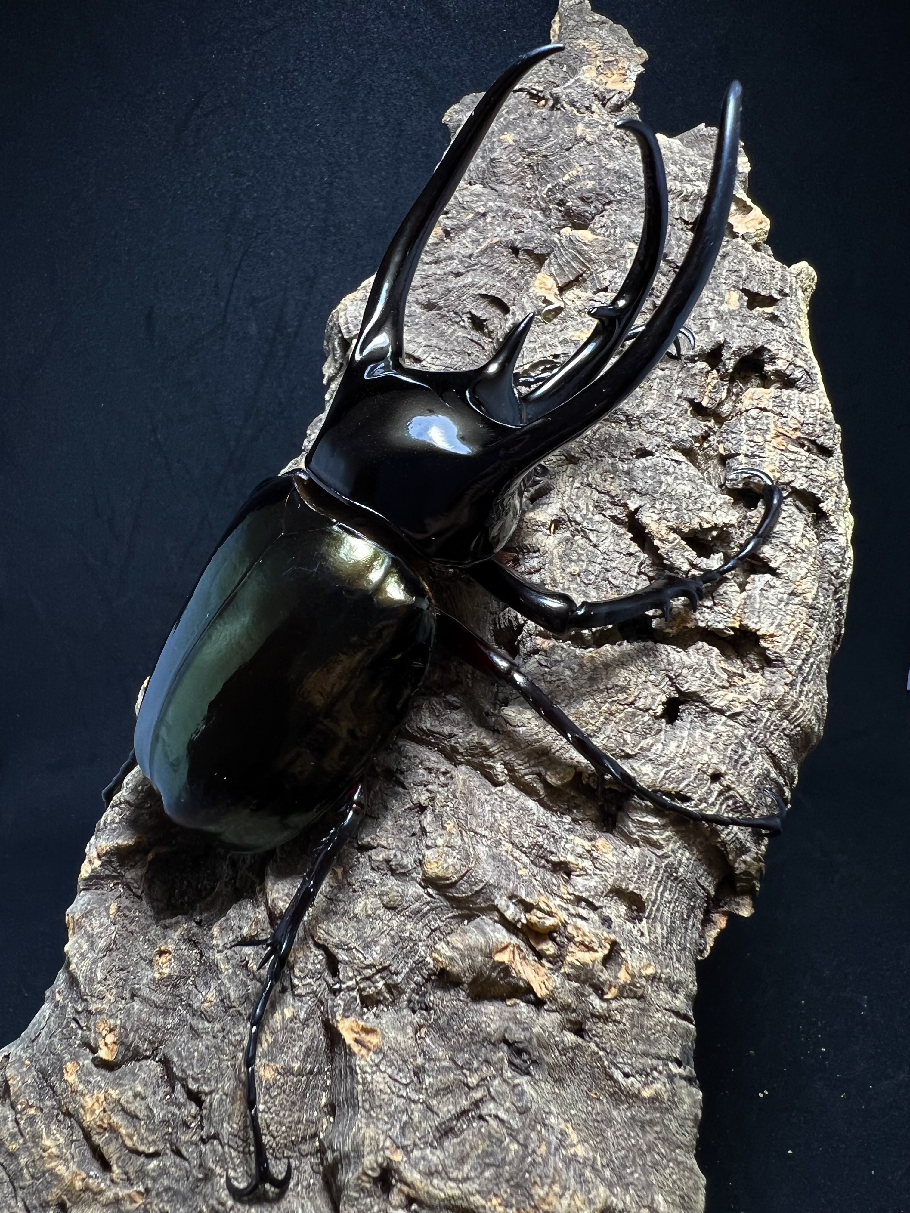 Chalcosoma chiron belangeri 108mm.