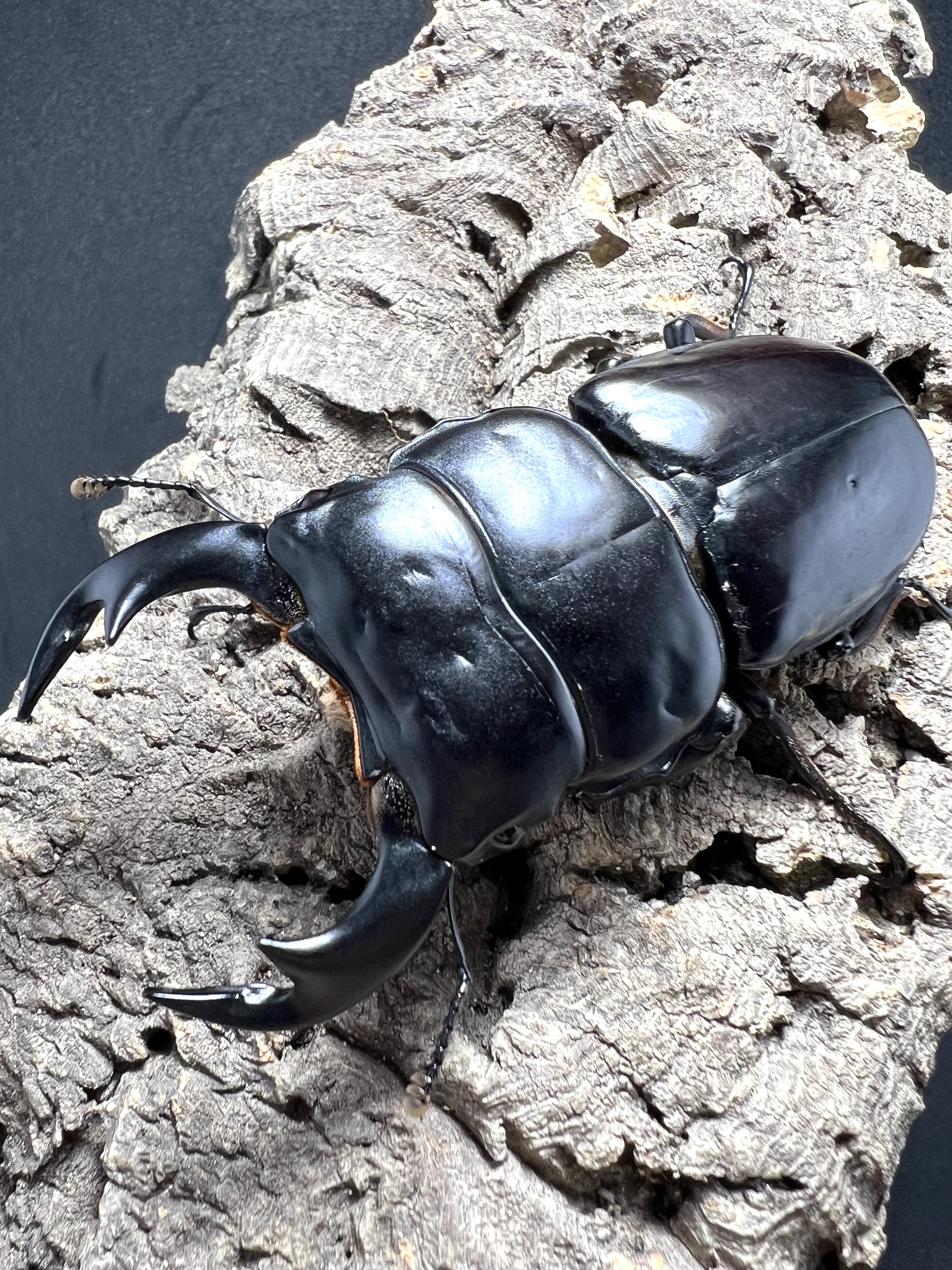 Dorcus antaeus antaeus 80 mm.
