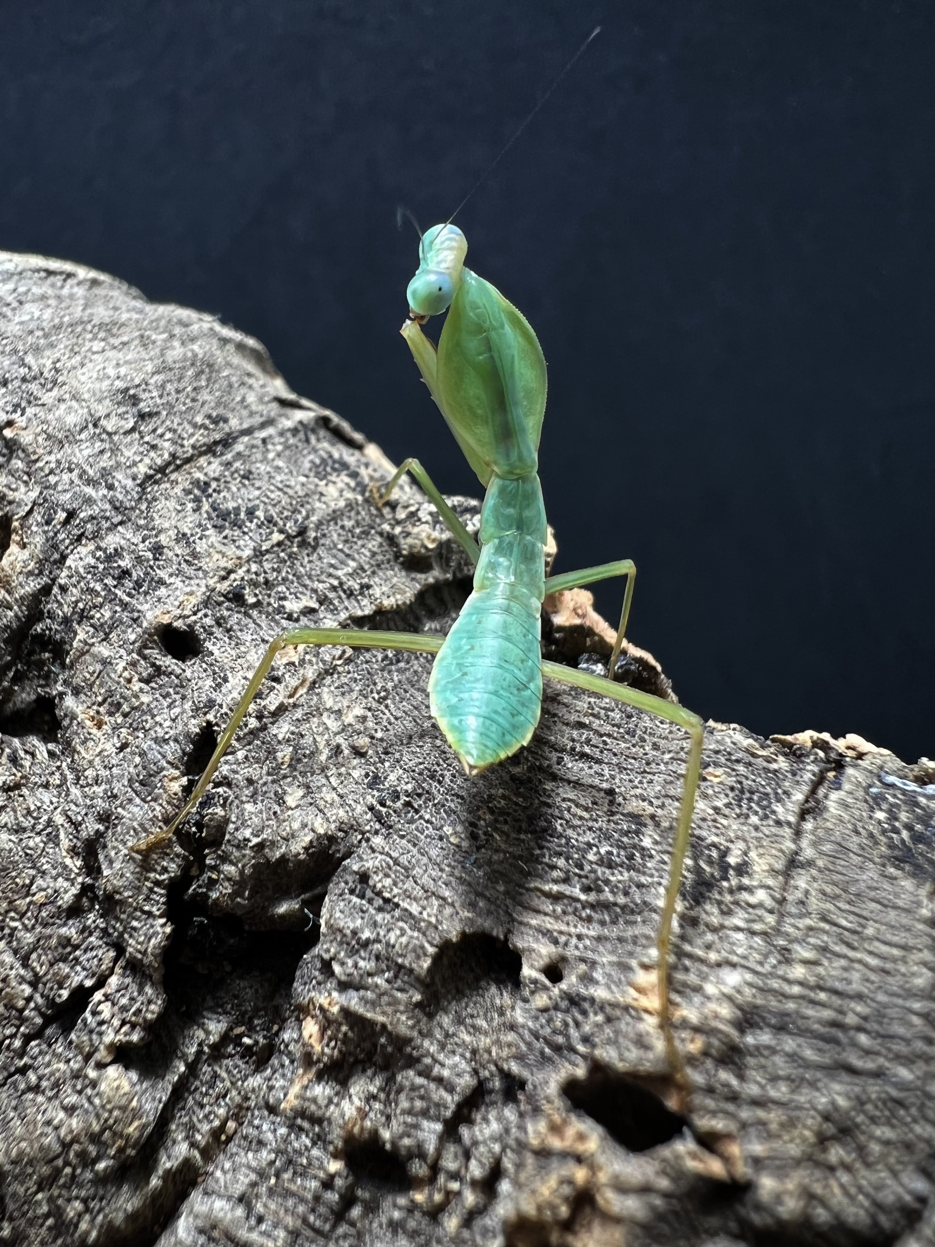 Rhombodera latipronotum Lv.1~2