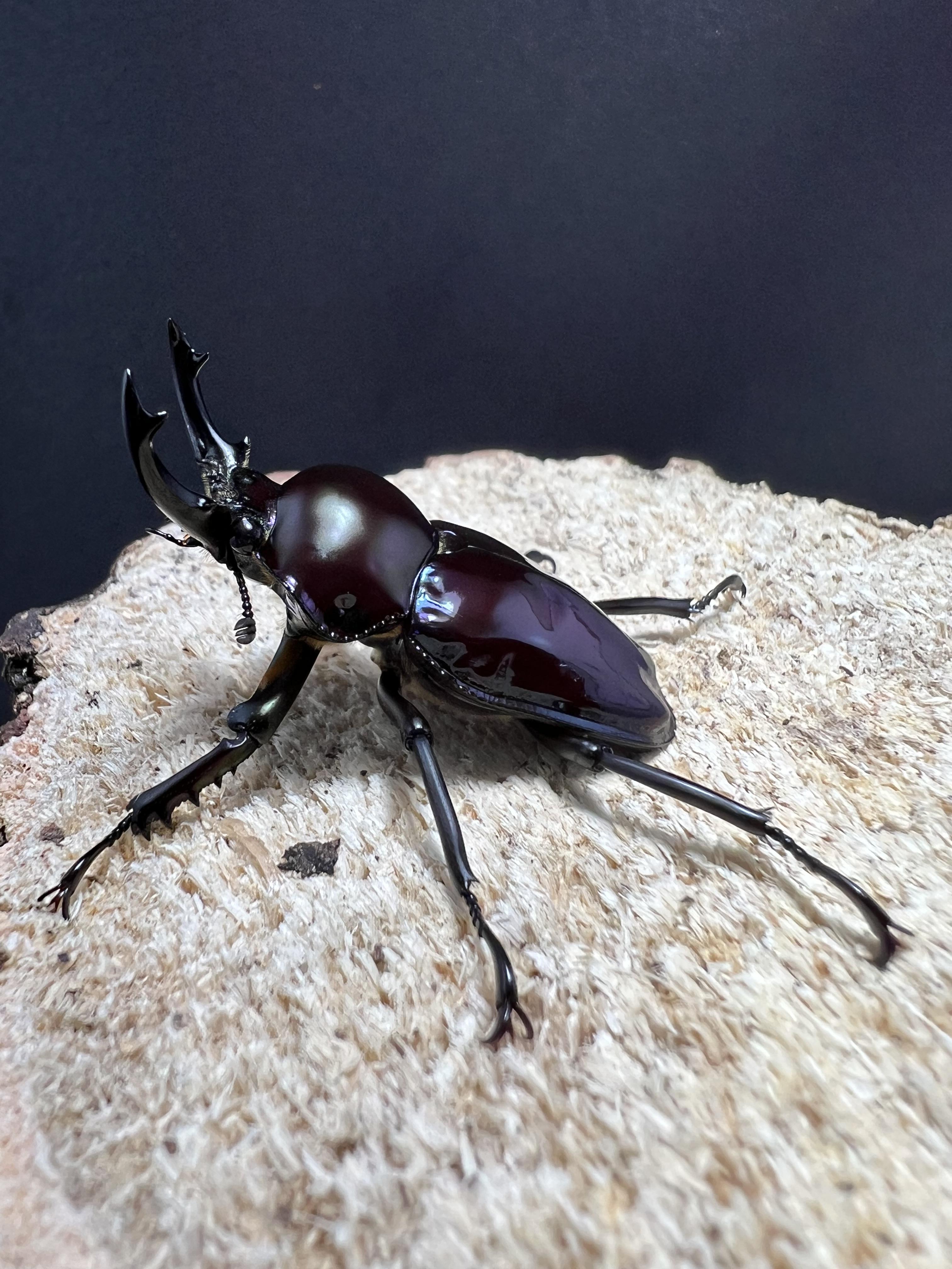 Phalacrognathus muelleri 46mm.