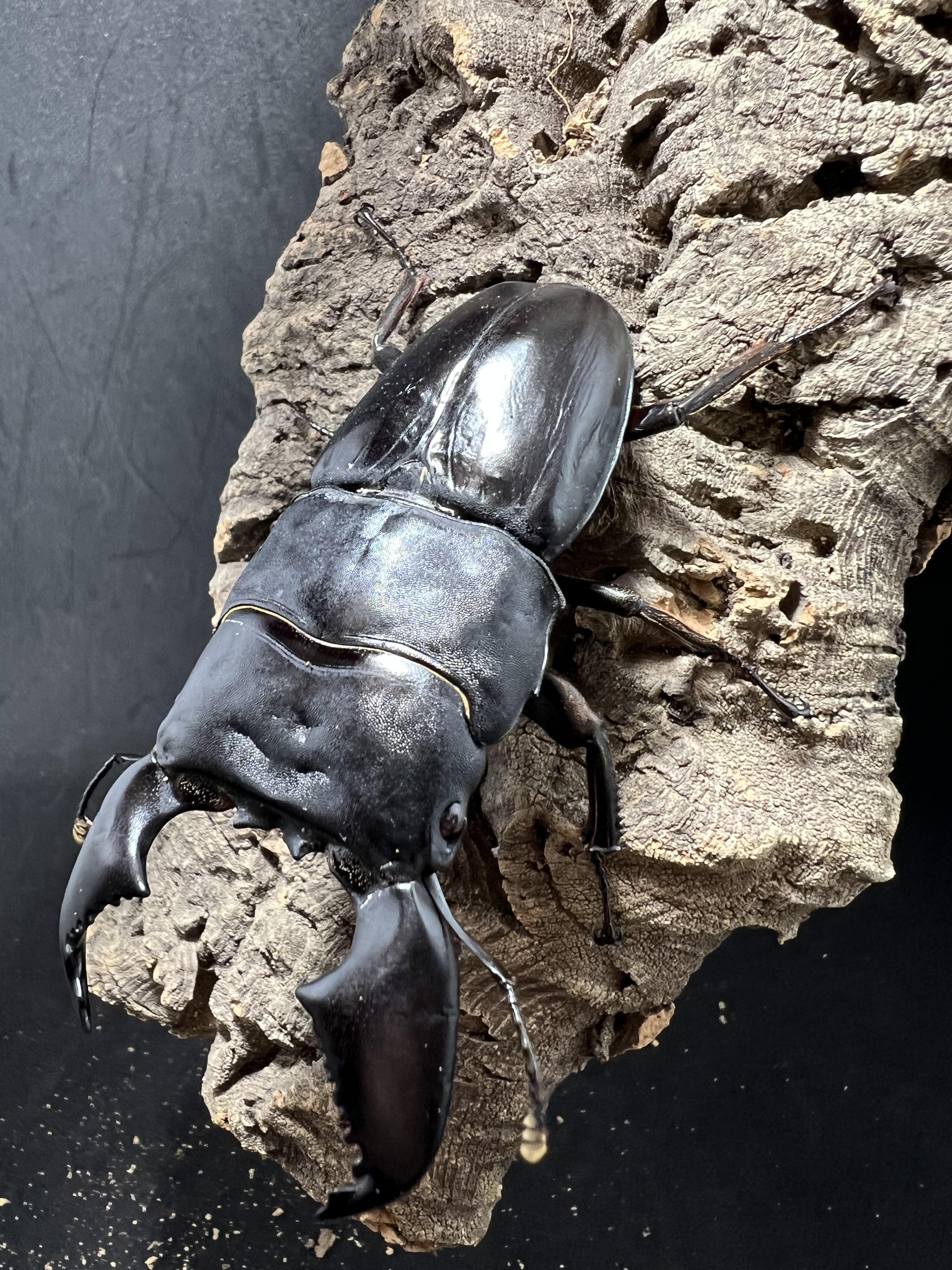 Dorcus titanus yasuokai 90mm.