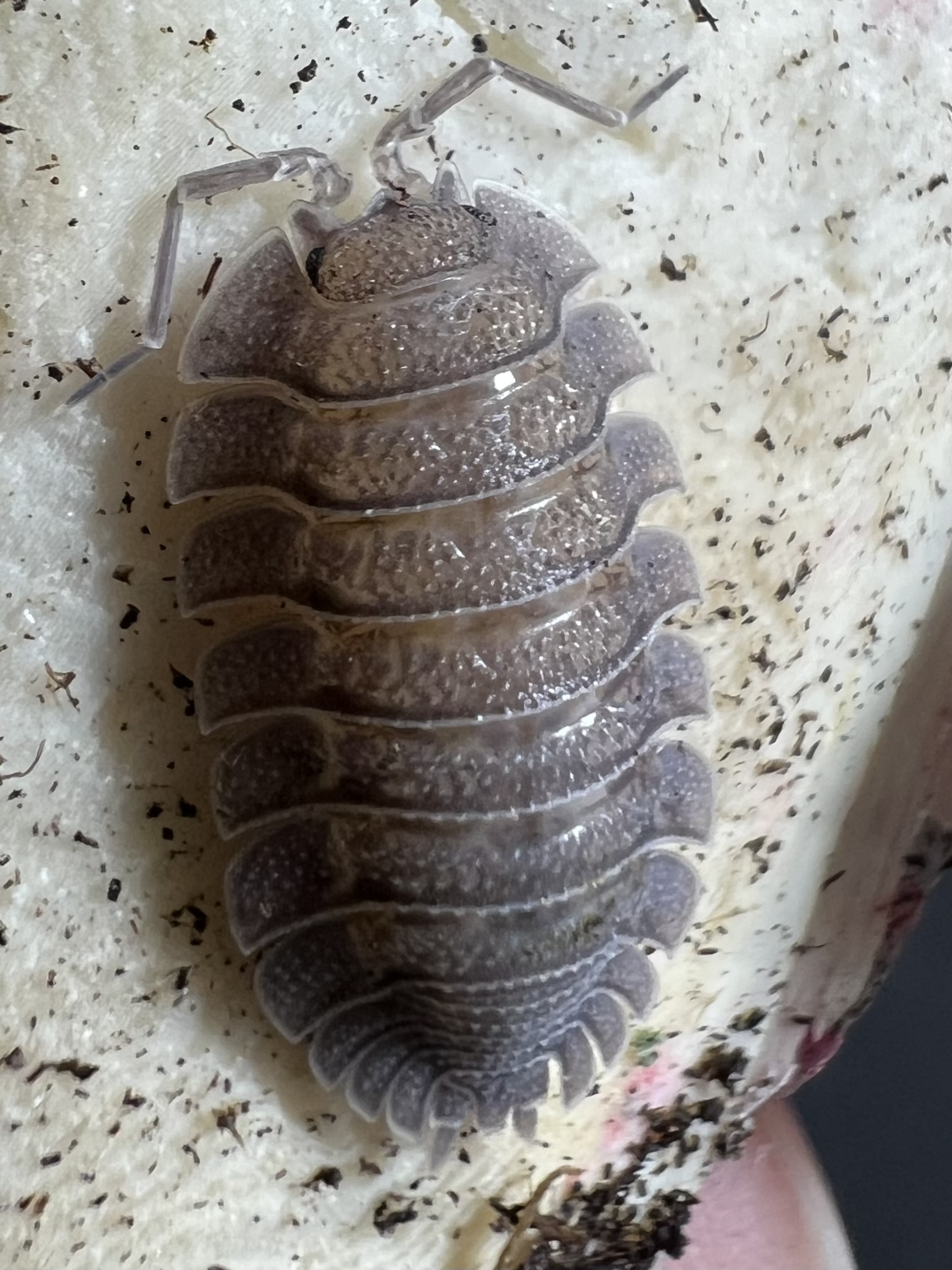 Porcellio spatulatus 5 each