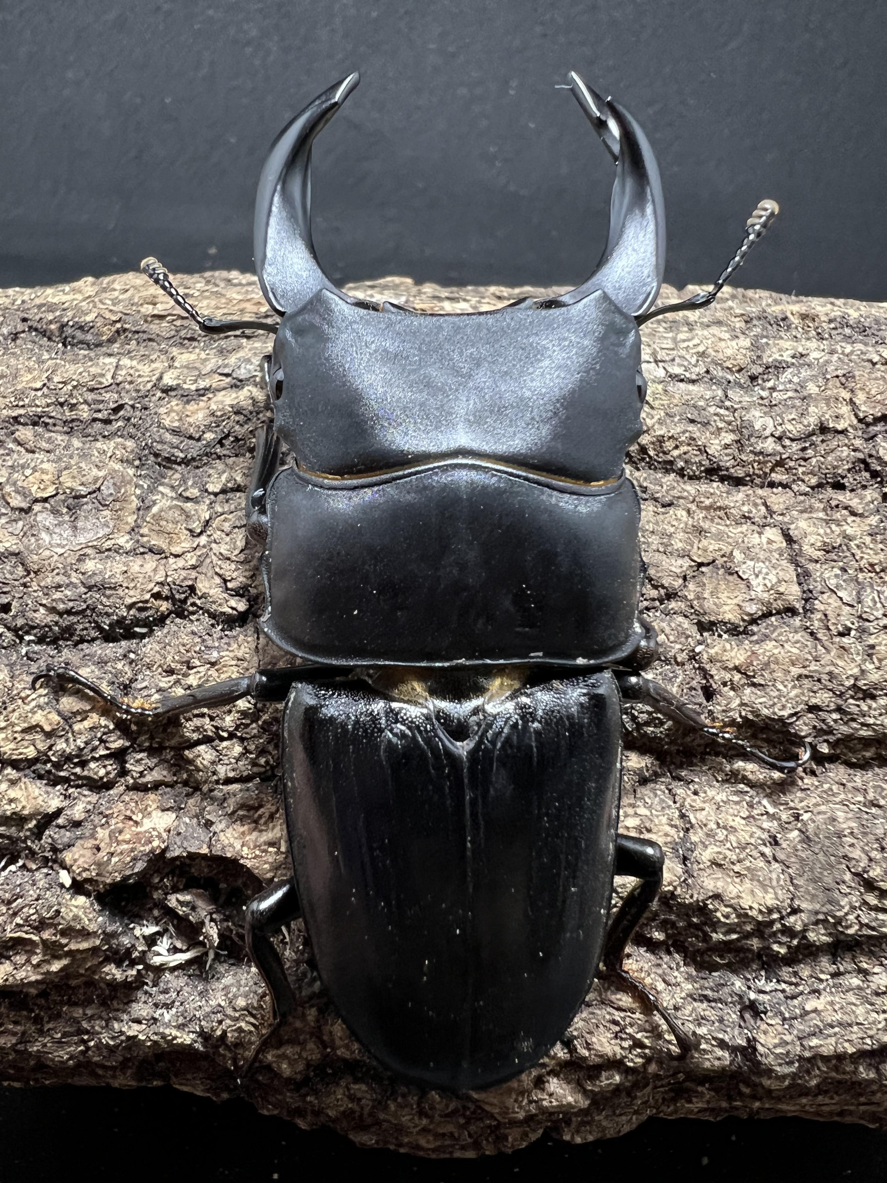 Dorcus hopei binodulosus 75mm.