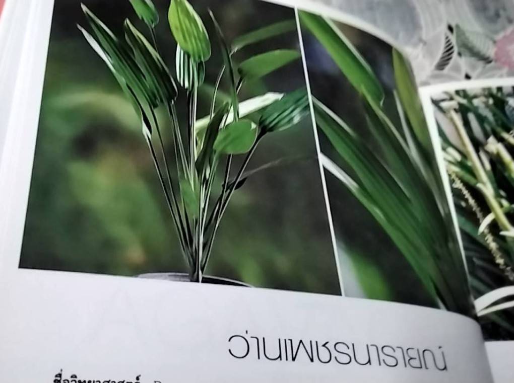 ว่าน สมุนไพร ไม้มงคลไทย