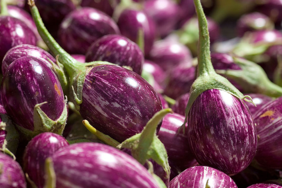 เมล็ดพันธุ์ มะเขือไข่เต่าม่วงรี