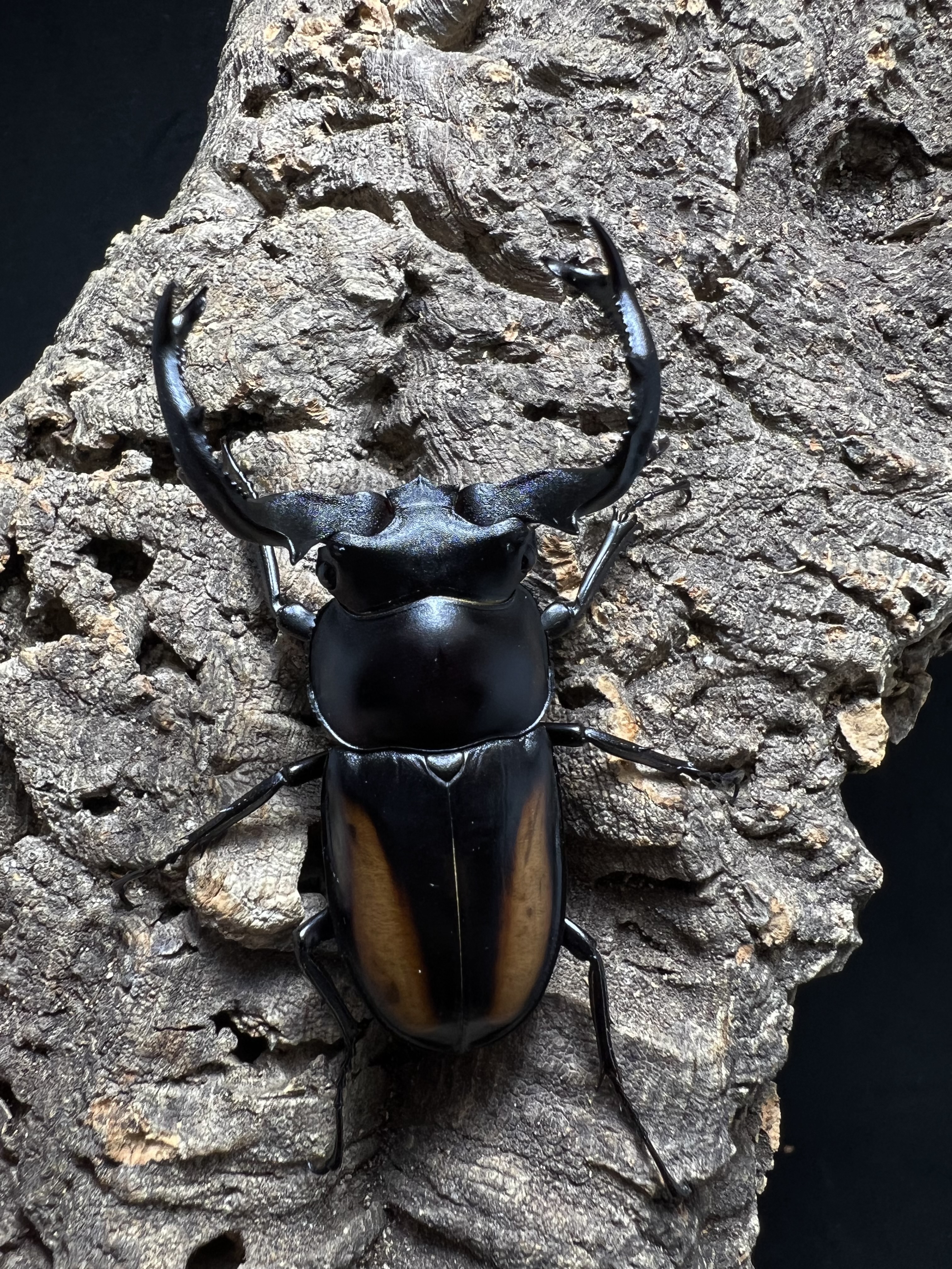 Rhaetulus speciosus kawanoi 59mm.