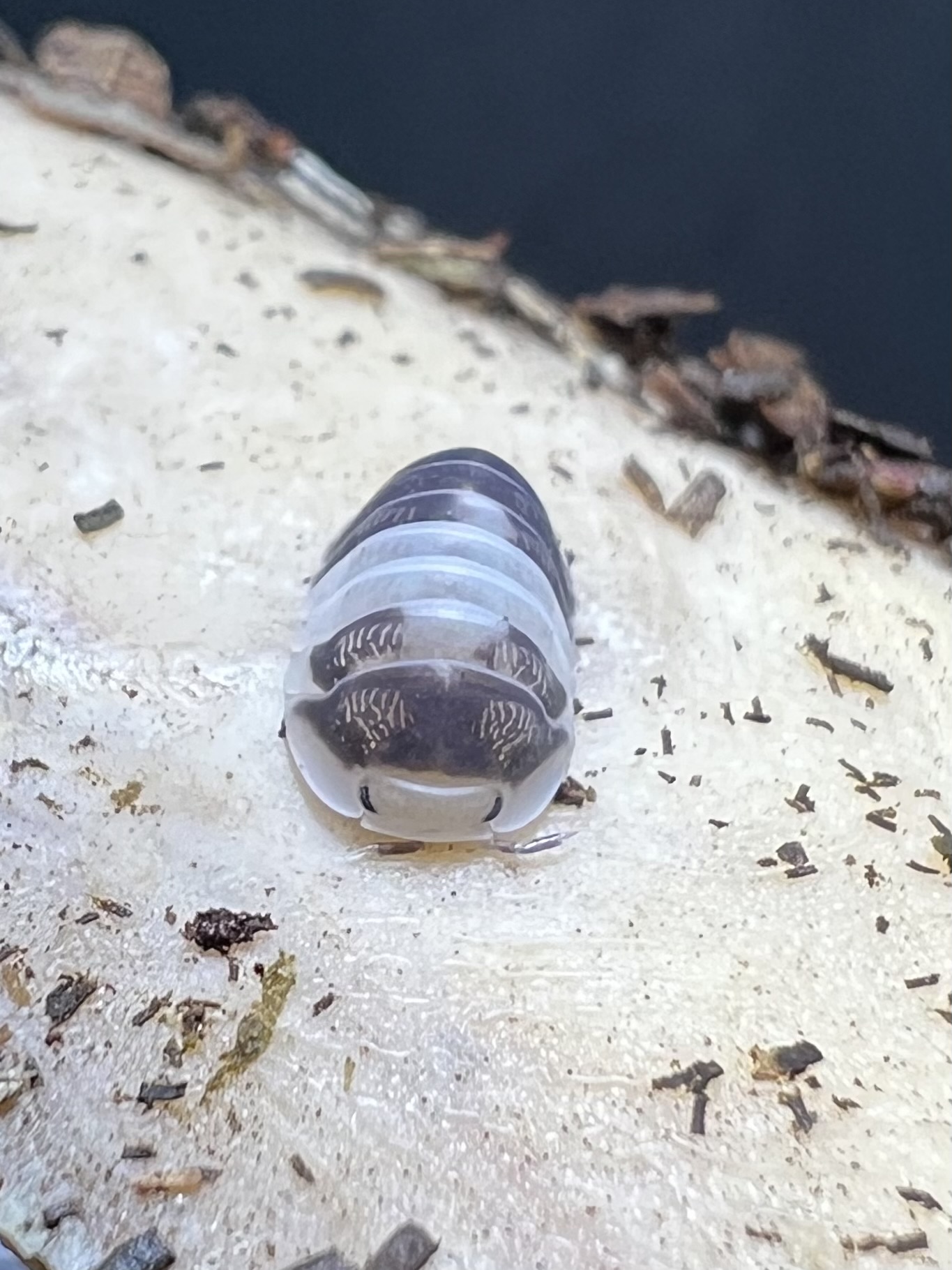 Cubaris sp. white panda 5 each