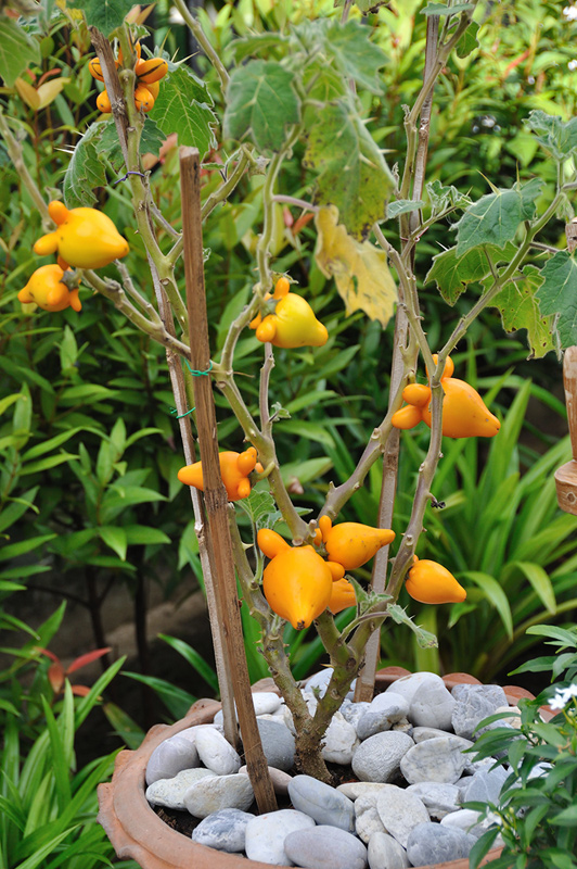 มะเขือการ์ตูน