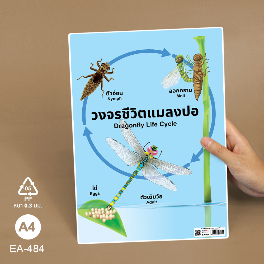 โปสเตอร์ความรู้ ชุดวงจรชีวิตสัตว์ ขนาดA4 EA-484 แมลงปอ