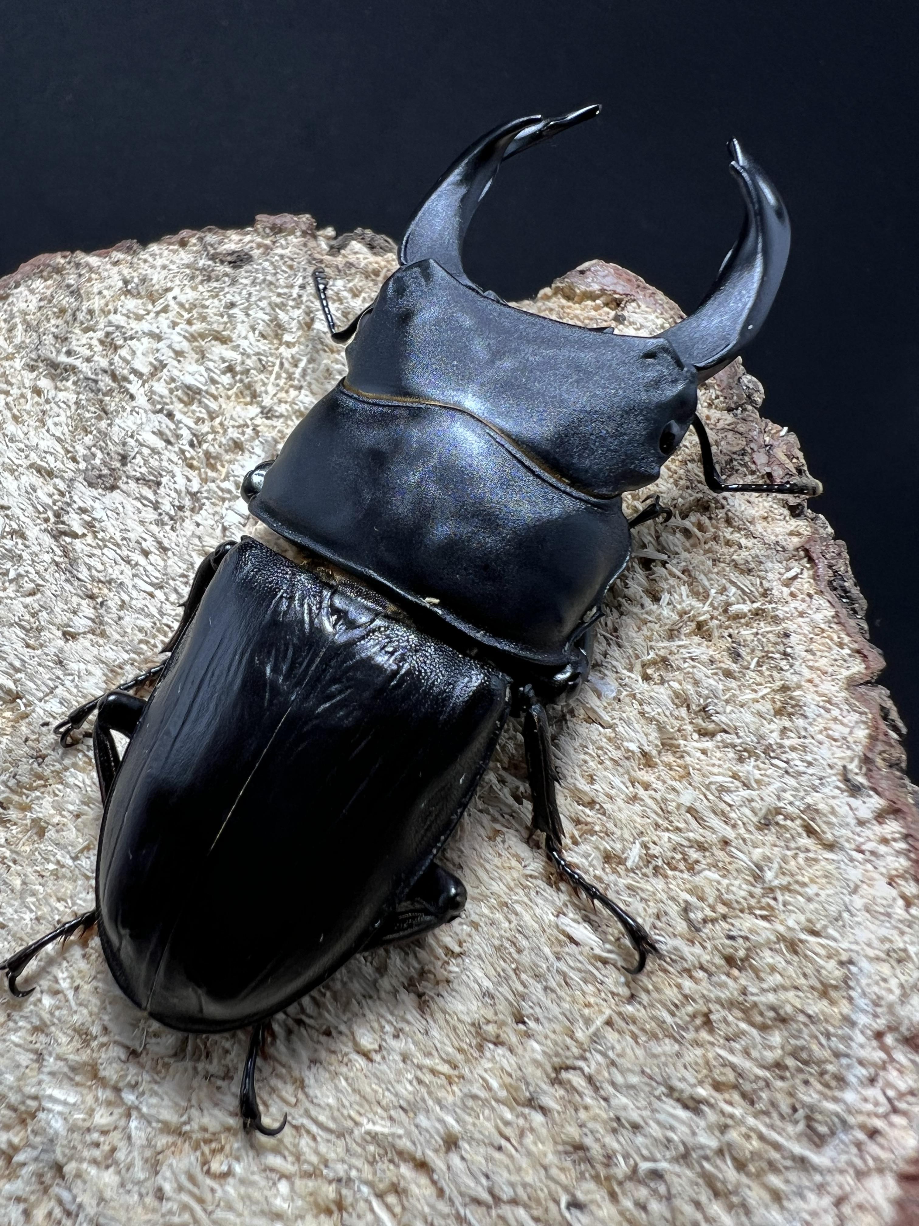 Dorcus hopei binodulosus 72 mm.