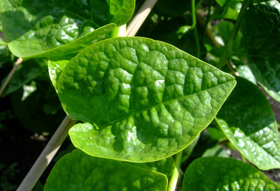 เมล็ดพันธุ์ ผักปลังขาว