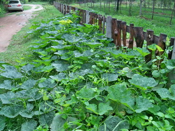 ฟักทองสำหรับเก็บยอด