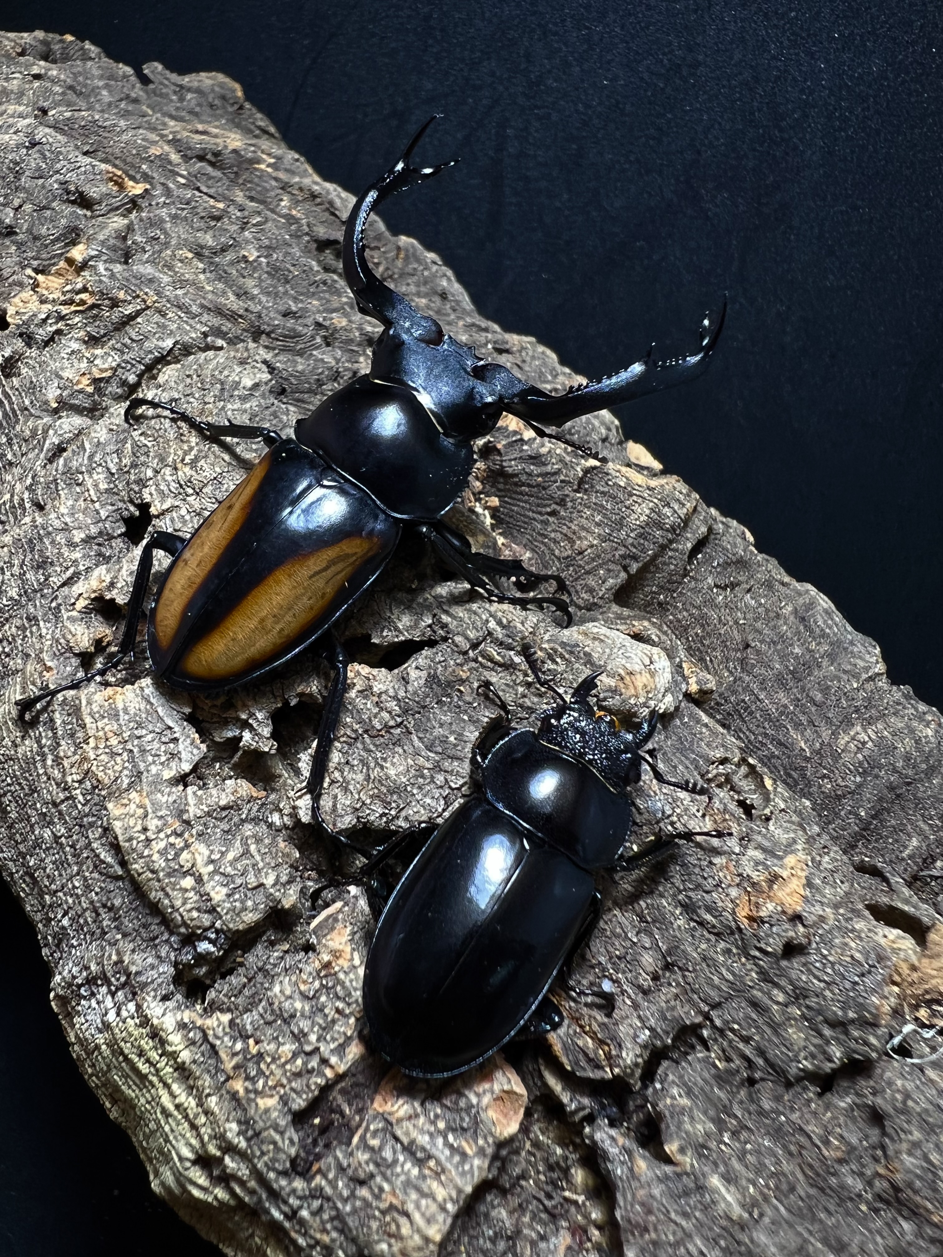 Rhaetulus speciosus kawanoi 53mm.