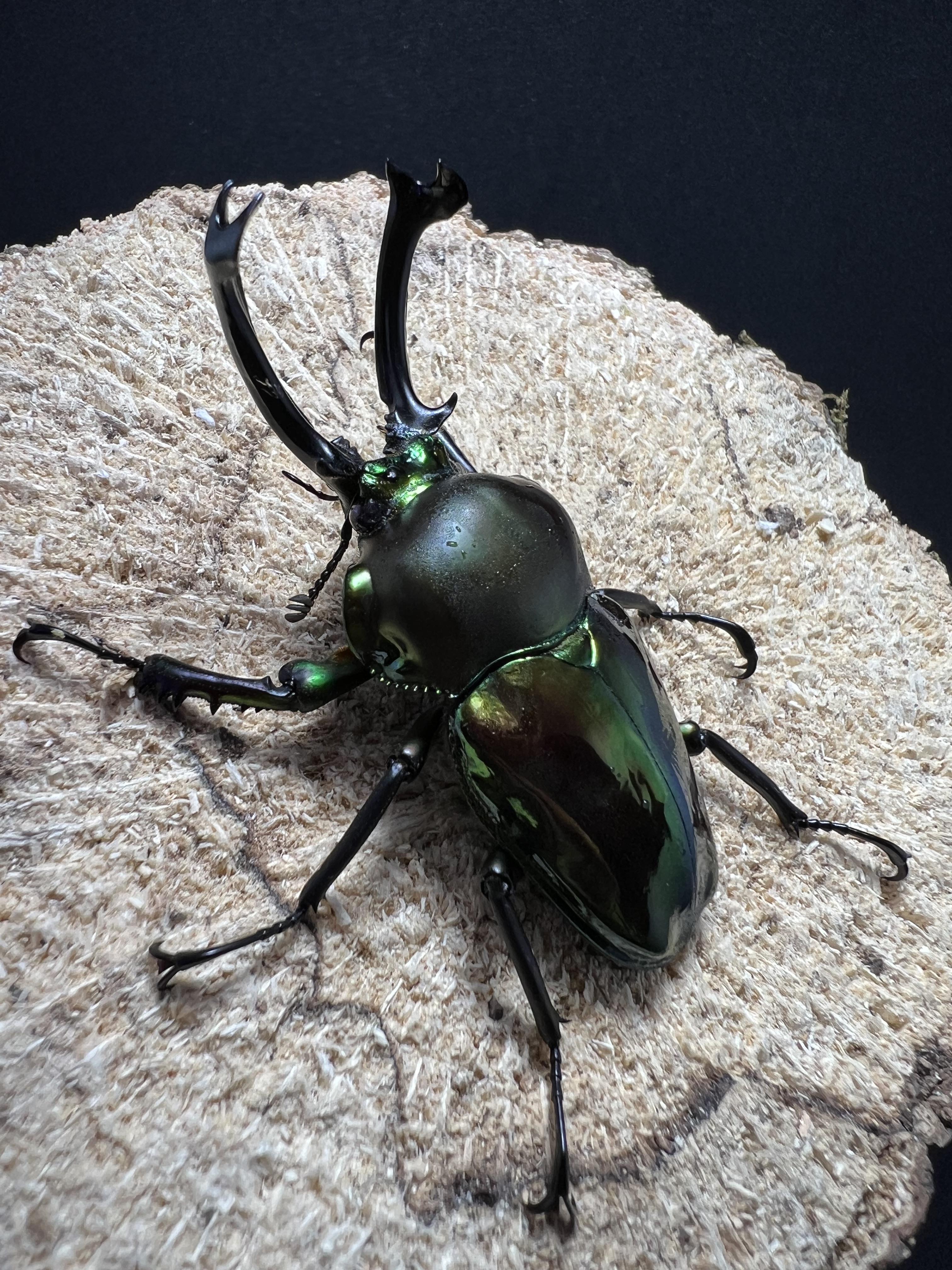 Phalacrognathus muelleri 55mm.