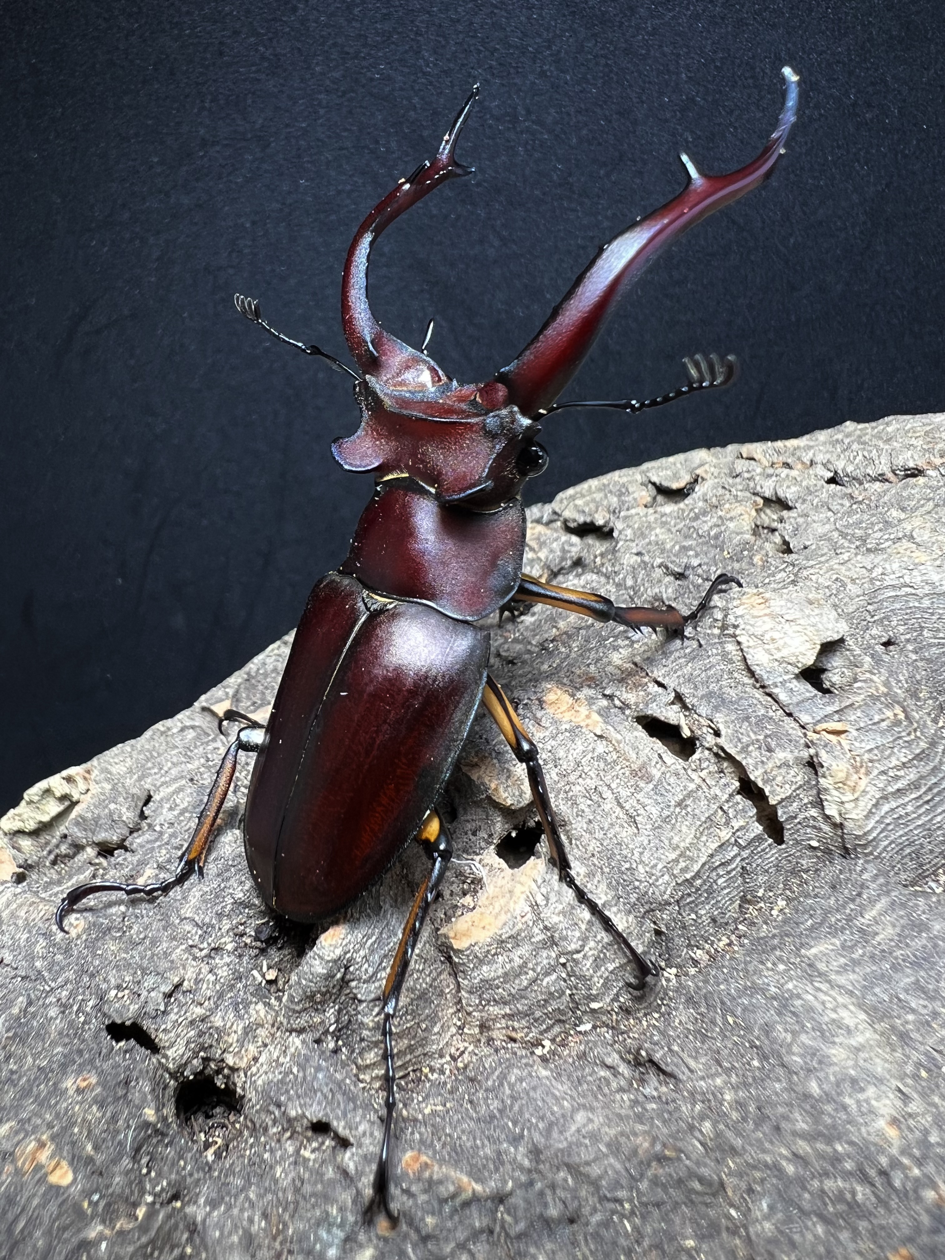 Lucanus angusticornis 69mm. Pair