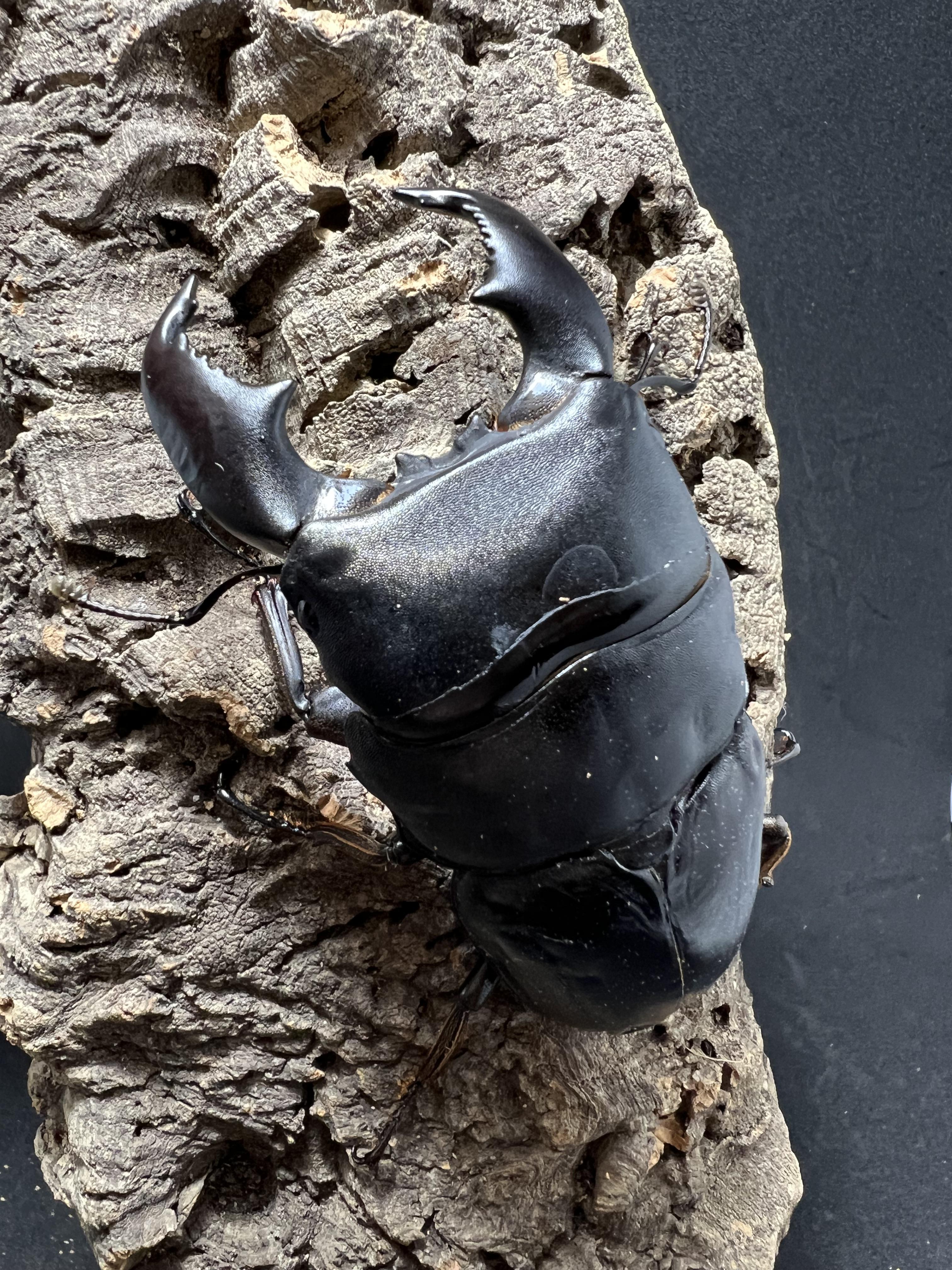 Dorcus titanus yasuokai 93mm.