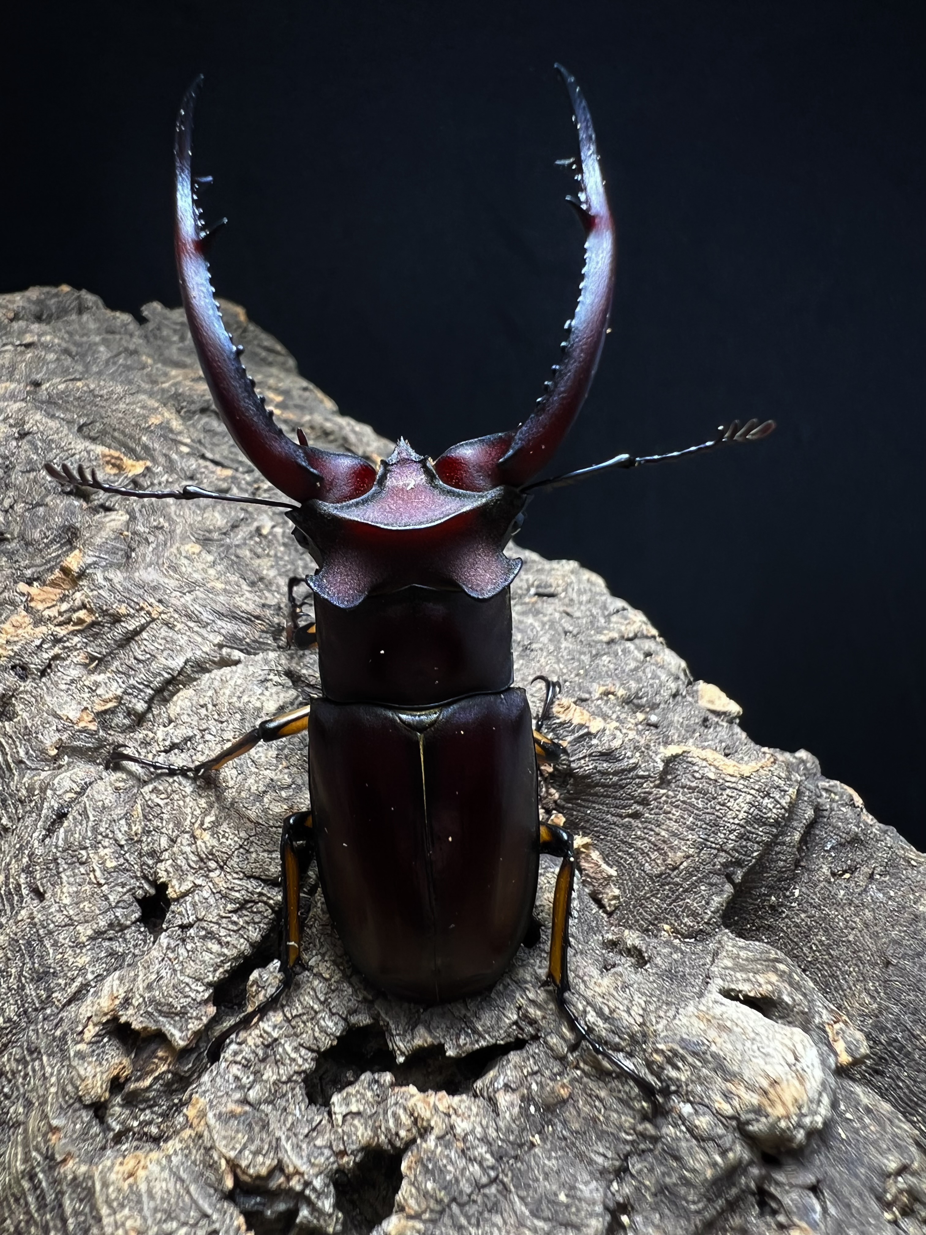 Lucanus angusticornis 66 mm. Pair