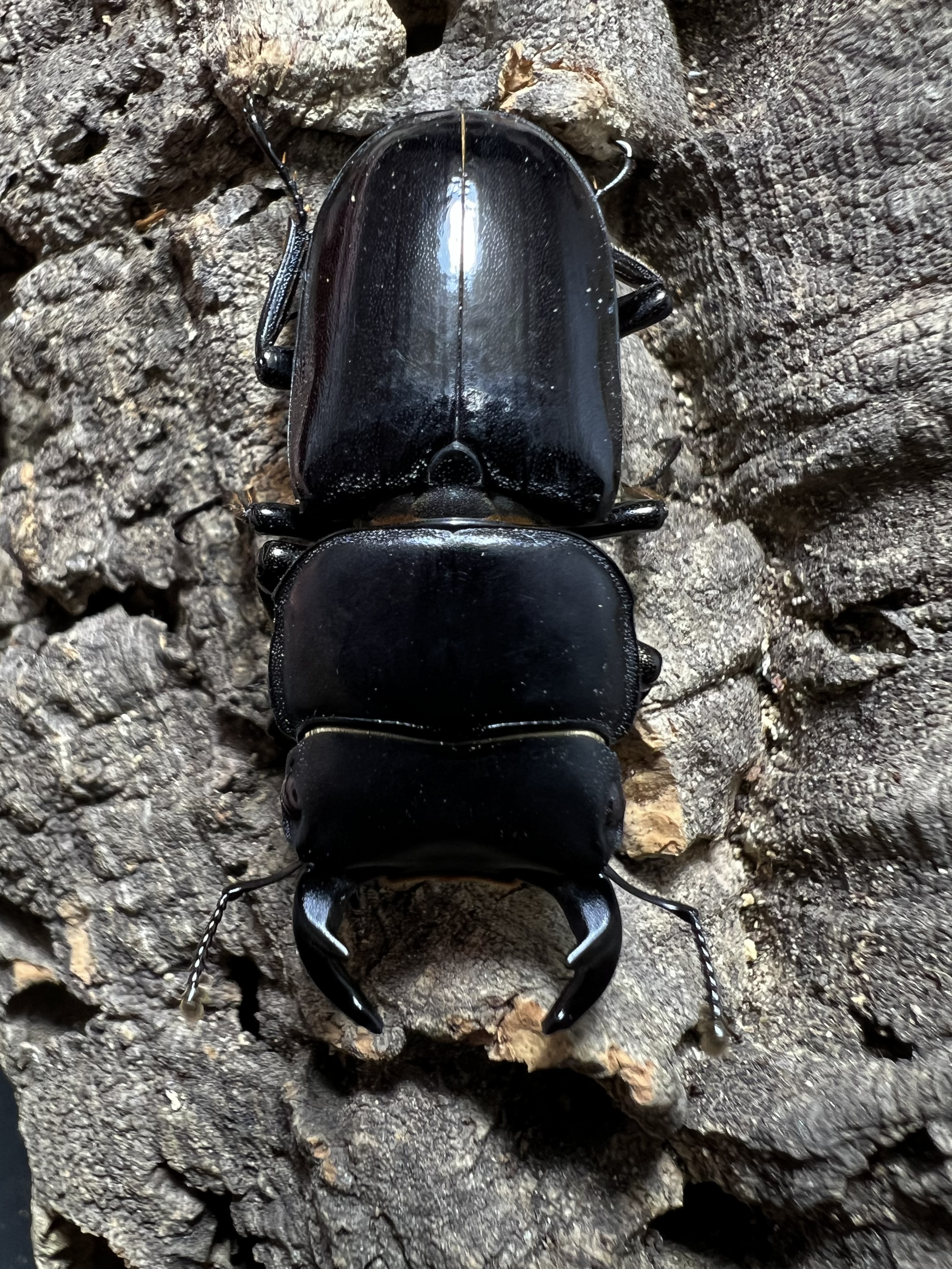 Dorcus yaksha gracilicornis 37x28mm.