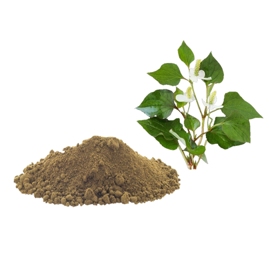 พลูคาวผง พลูคาวบดผง ผงพลูคาว พลูคาว คาวตองผง แท้ 100% สมุนไพรบำรุงร่างกาย