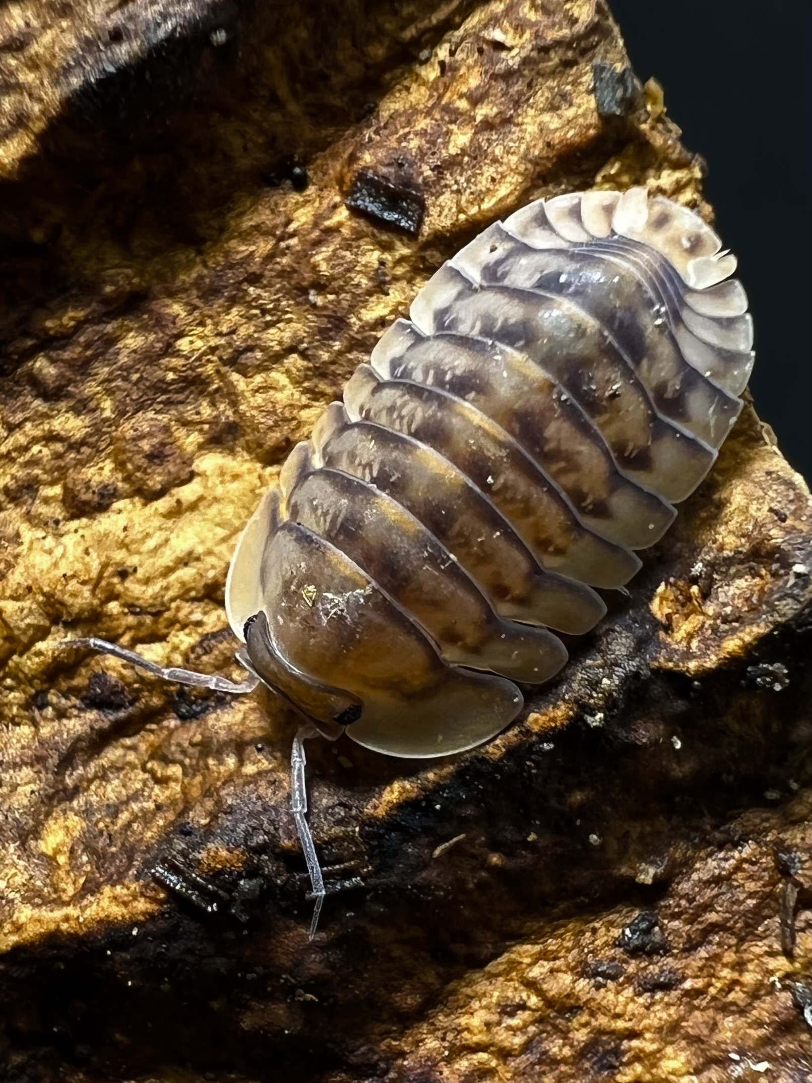 Cubaris sp. yellow tiger 5 each