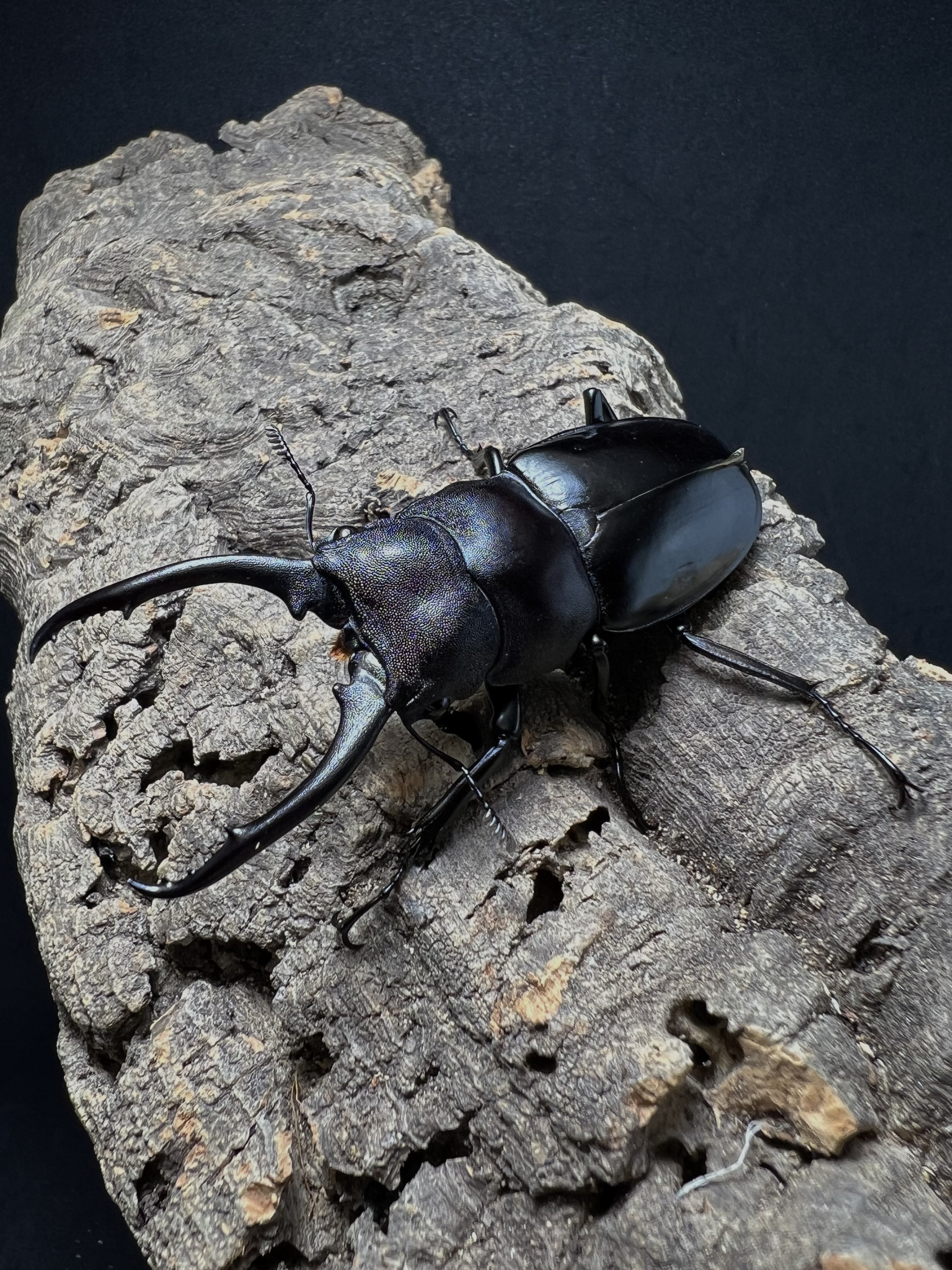 Hexarthrius vitalisi 71mm. Pair