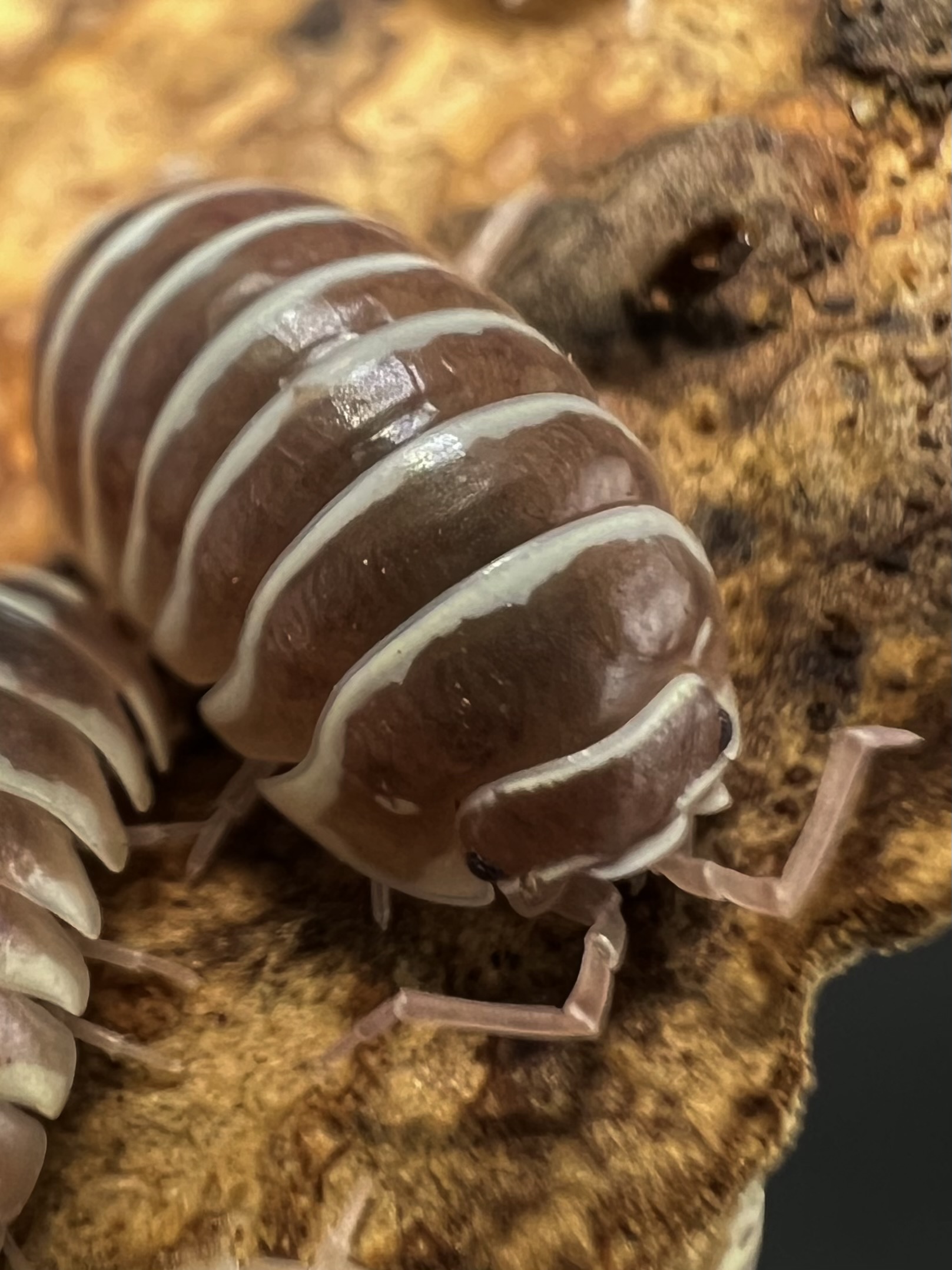 Armadillidium maculatum “Champagne” 5 each