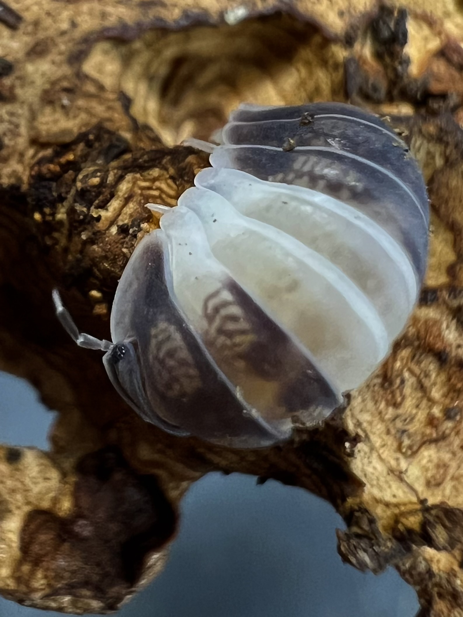 Cubaris sp. panda king 5 each