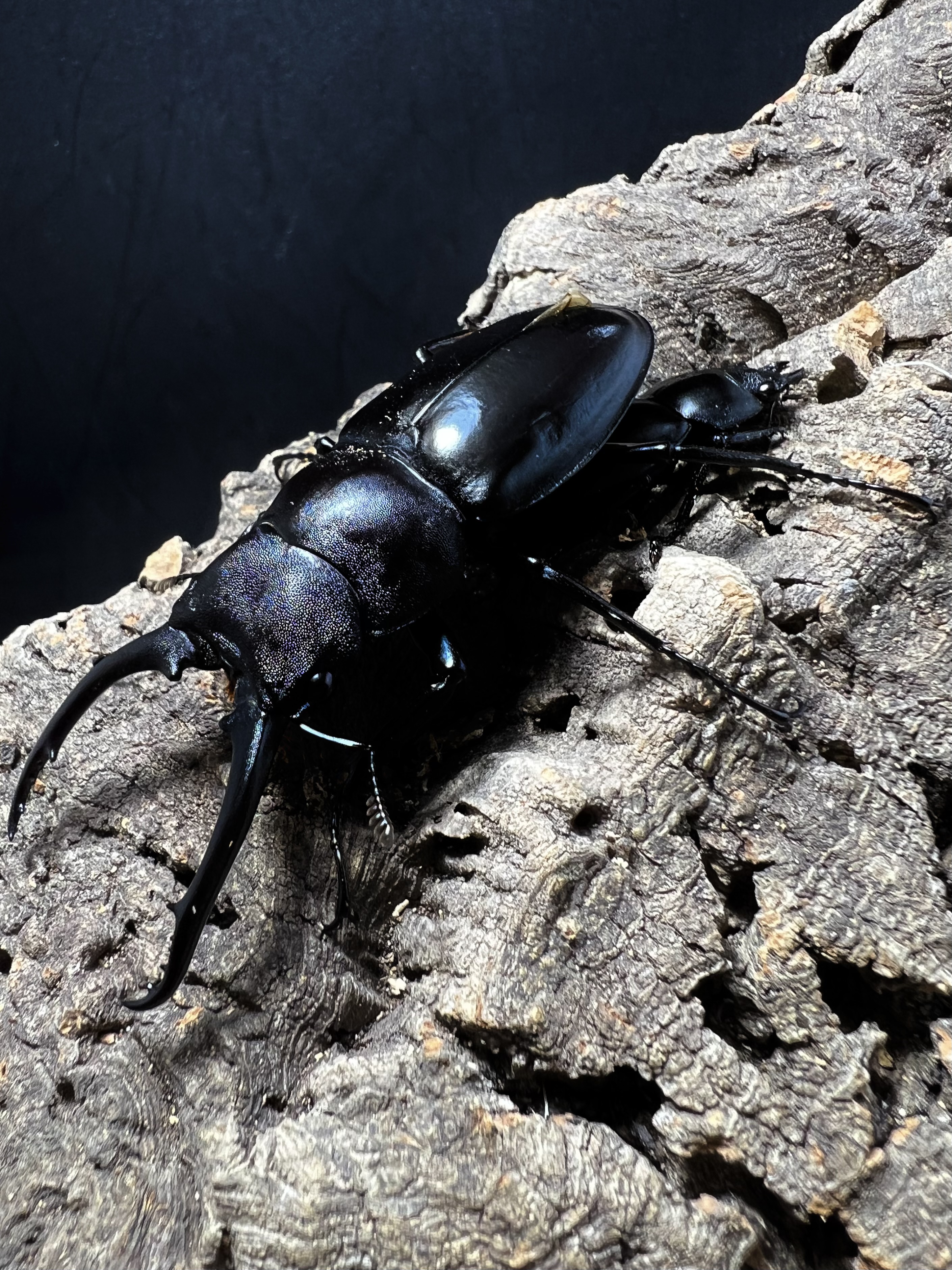 Hexarthrius vitalisi 71mm. Pair