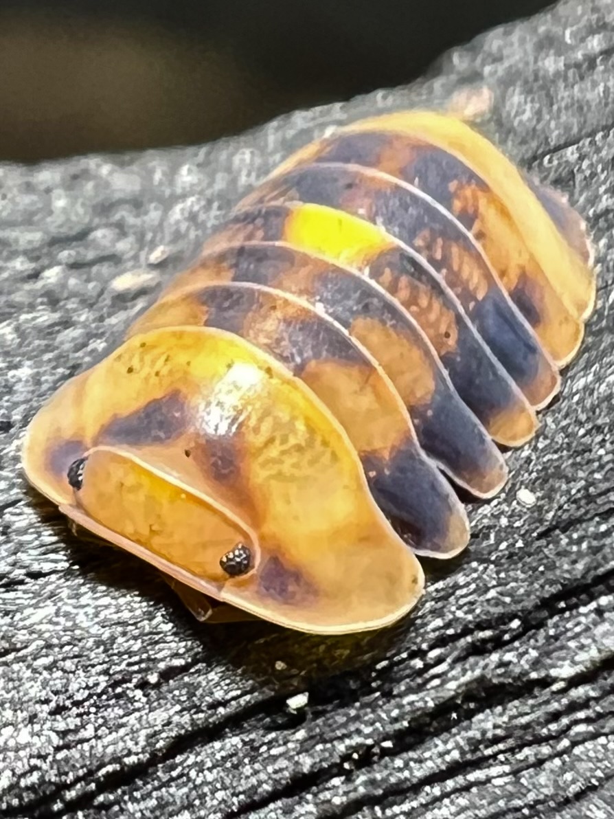 Cubaris sp. amber firefly ’GNR’ 5 each