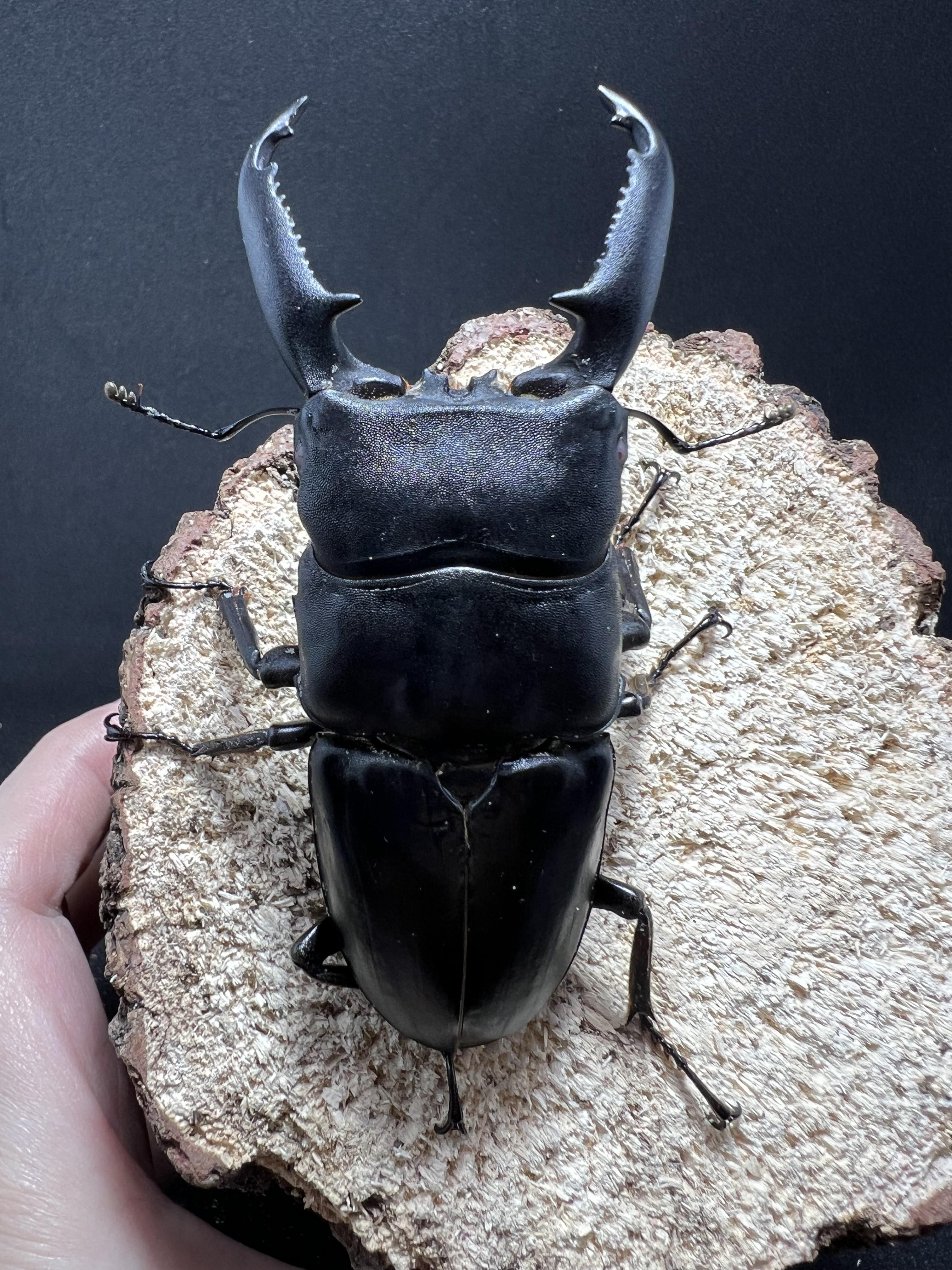Dorcus titanus palawanicus 93mm.