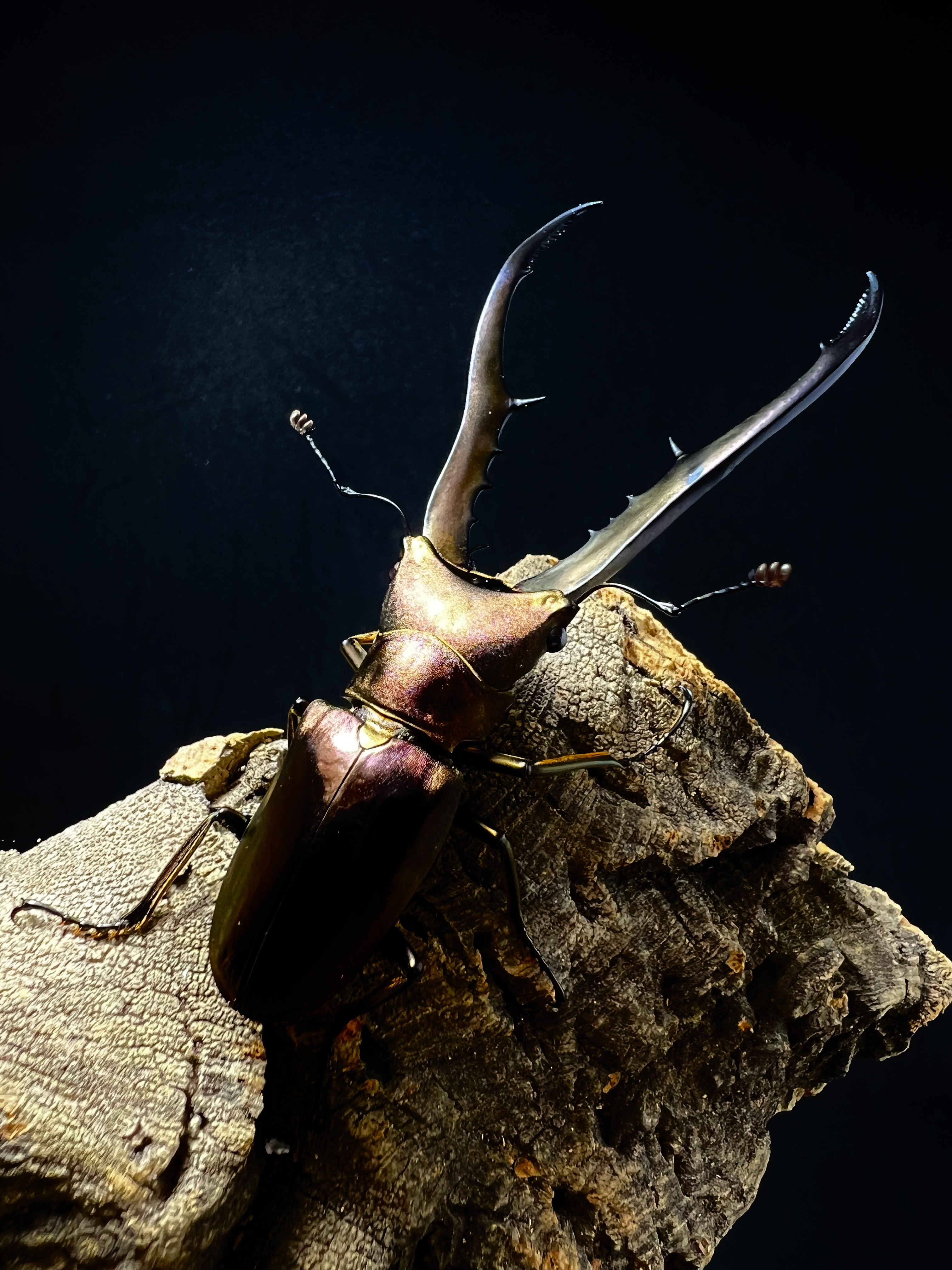 Cyclommatus metallifer 75mm.