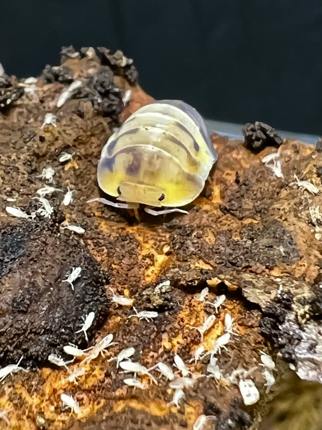 Cubaris sp. amber panda 5 each