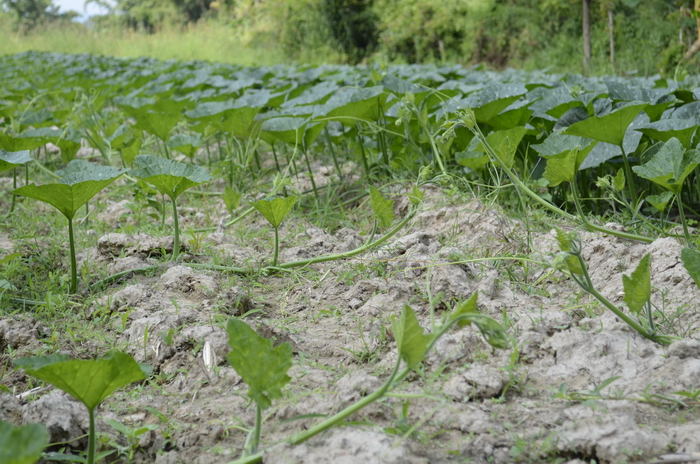 ฟักทองสำหรับเก็บยอด