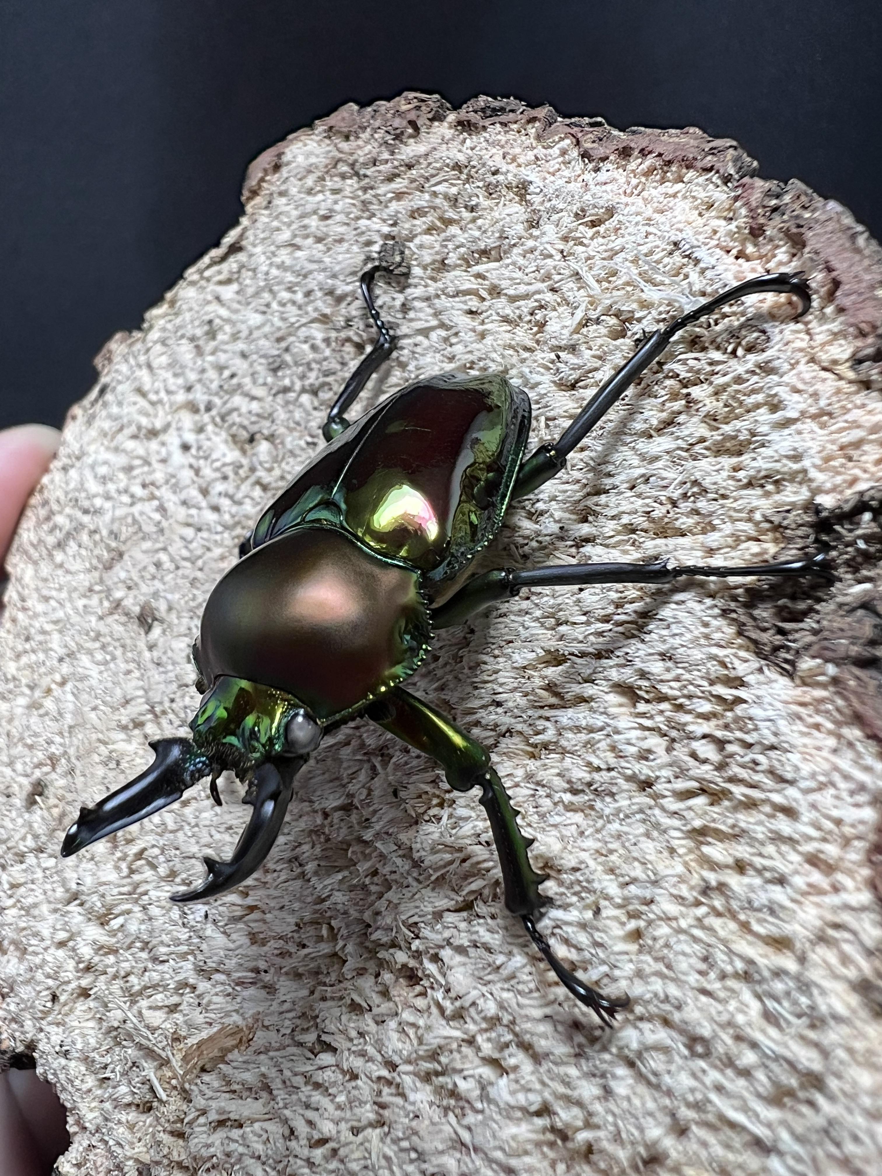 Phalacrognathus muelleri (White Eyes)