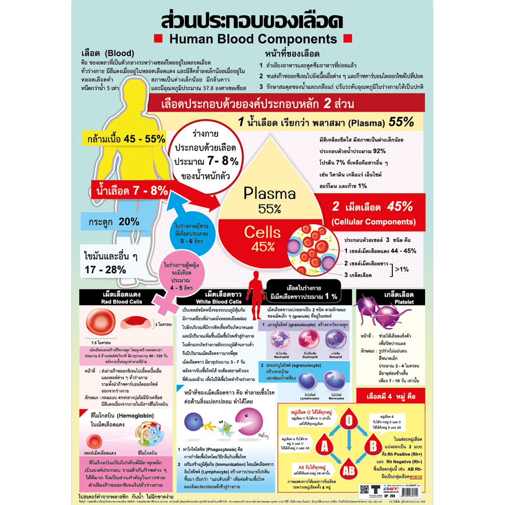 Human Blood Components Educational Posters No.251