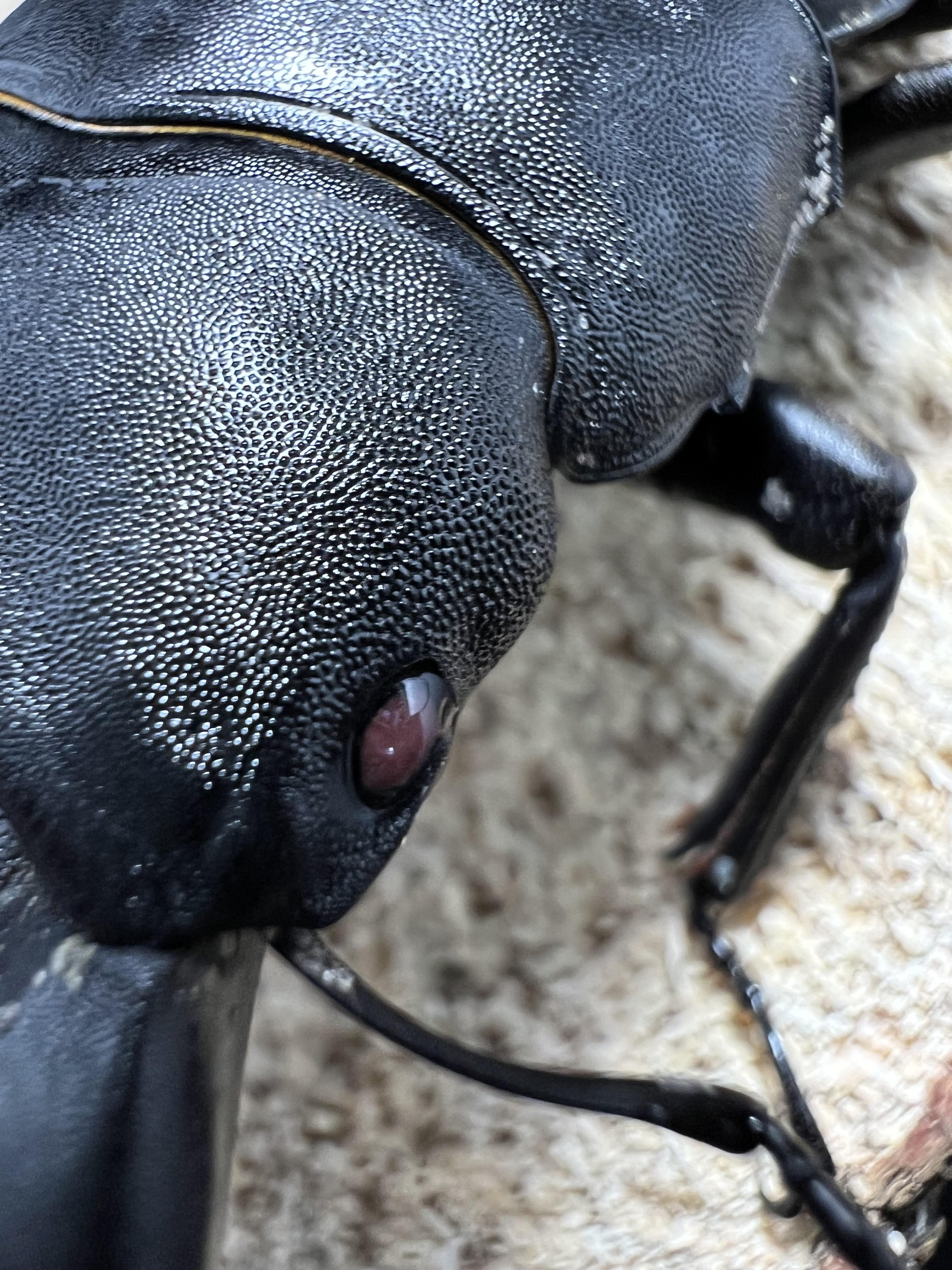 Dorcus titanus palawanicus 93mm.