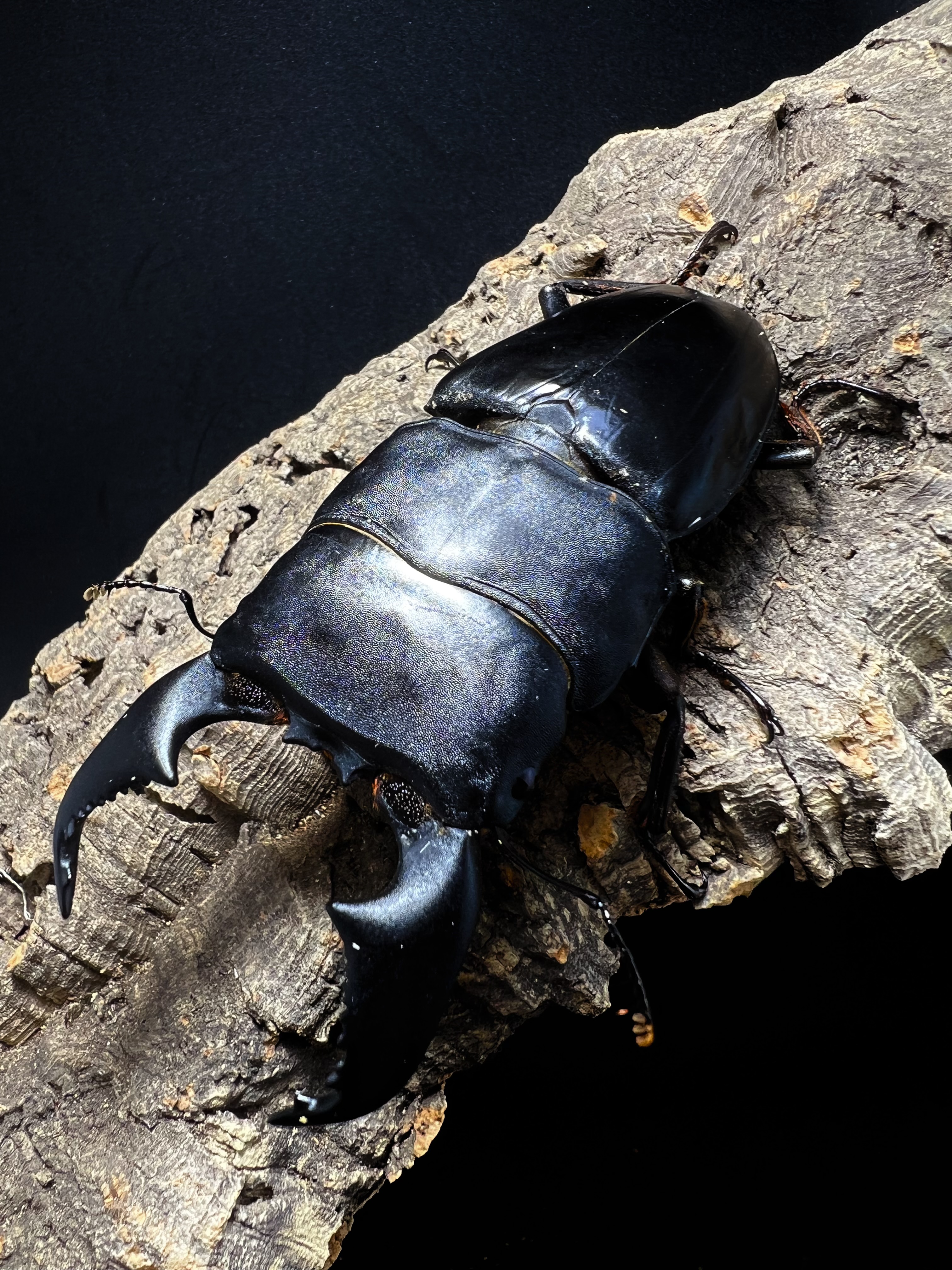 Dorcus titanus yasuokai 97mm.