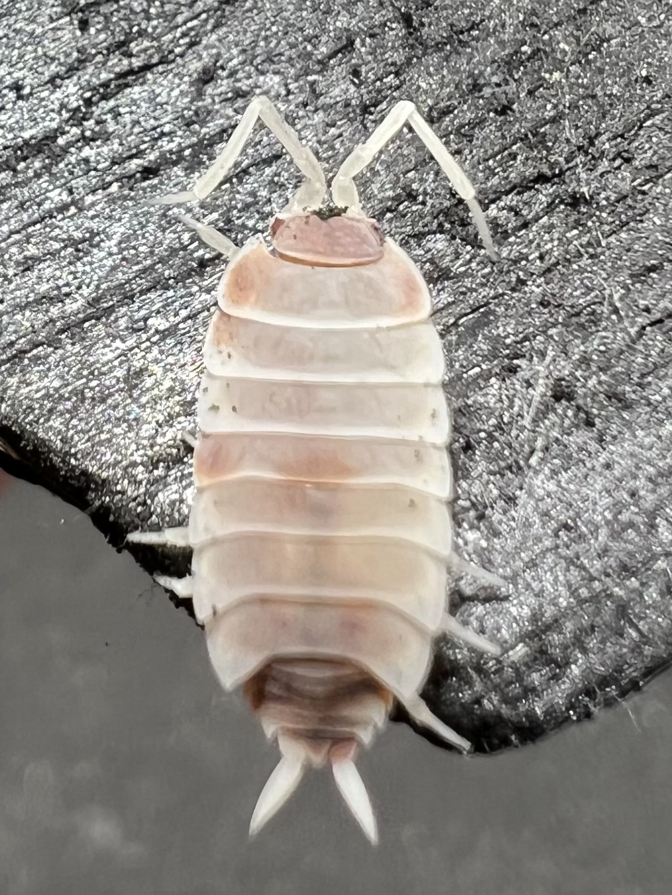 Porcellionides pruinosus "Orange dalmatian“ 5 each