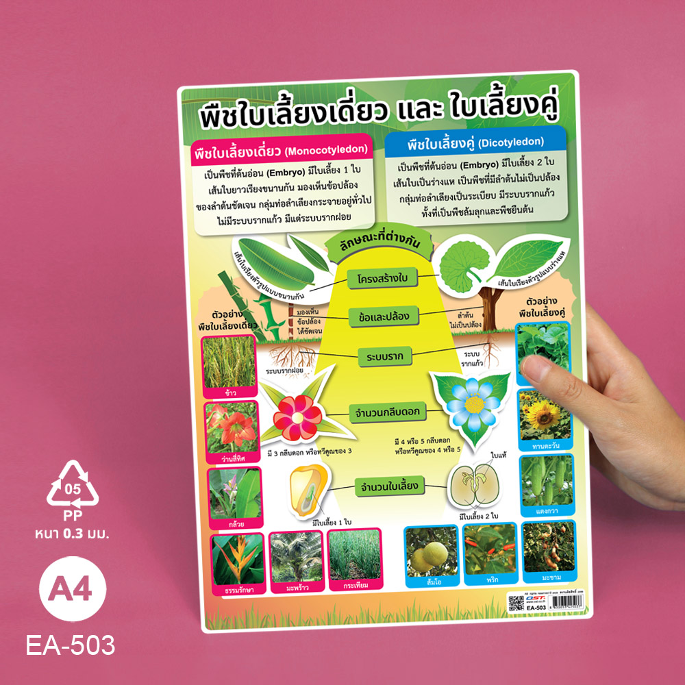 โปสเตอร์ความรู้ เรื่องพืช ขนาด A4 EA-503 พืชใบเลี้ยงเดี่ยวและใบเลี้ยงคู่